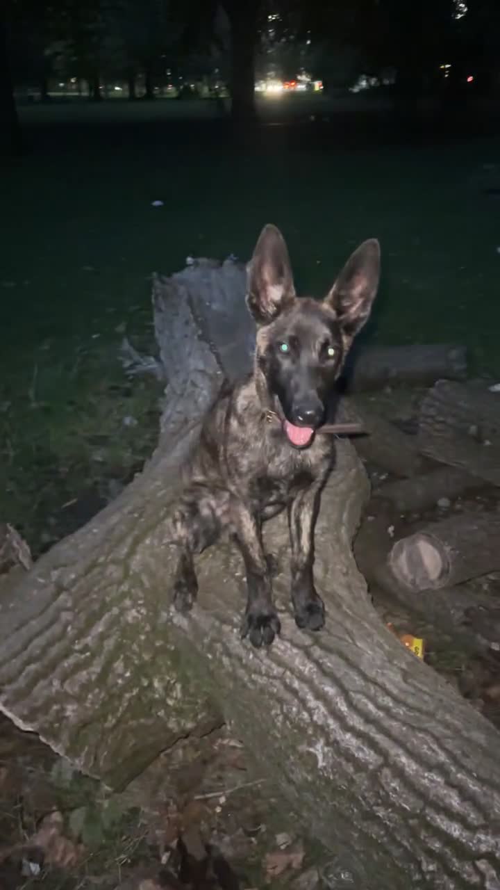 Belgian Shepherd Dog dogs for sale: Max the Dutch shepherd  - Video 1