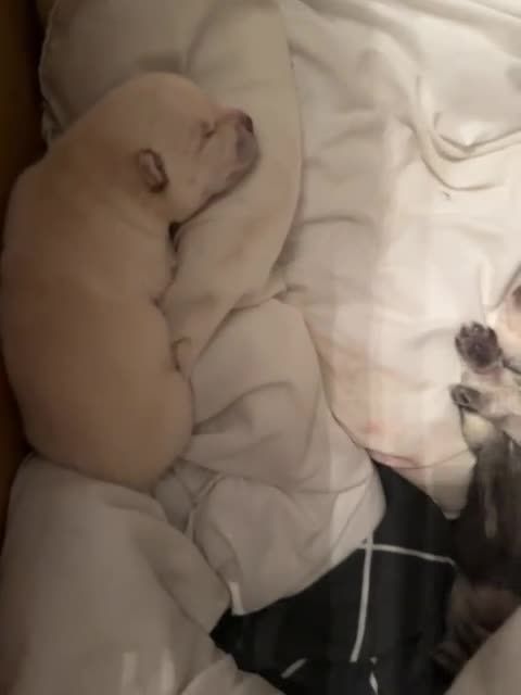 Mixed Breed dogs for sale: Chowski pups for sale - Video 2