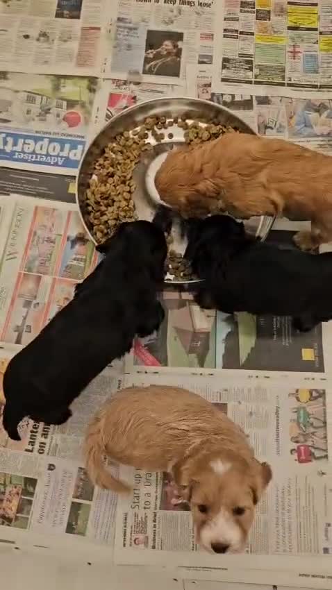 Cockapoo dogs for sale: 3 cockerpoos remaining  - Video 1