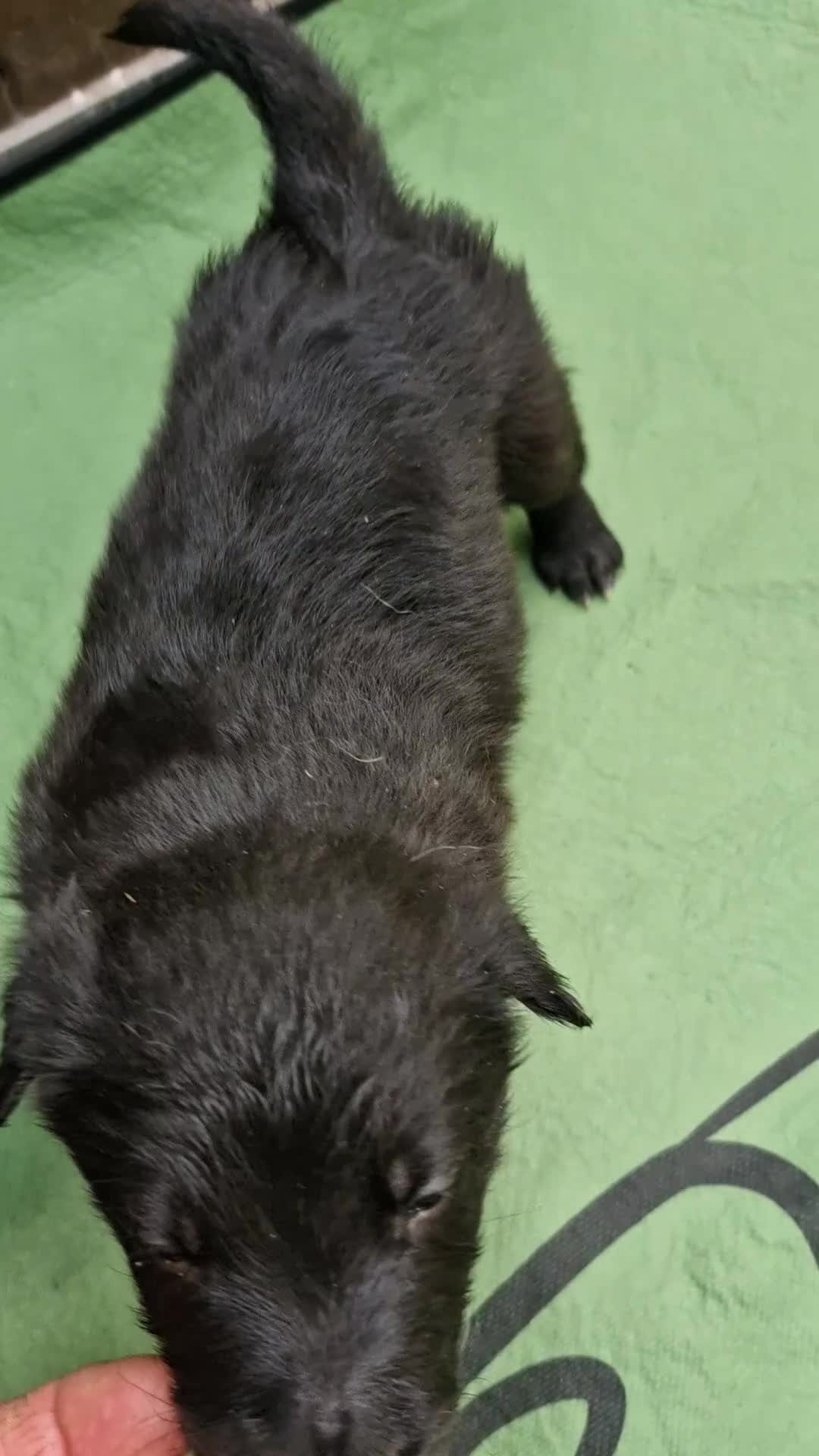Border Collie dogs for sale: Border Collie Pups - Video 2