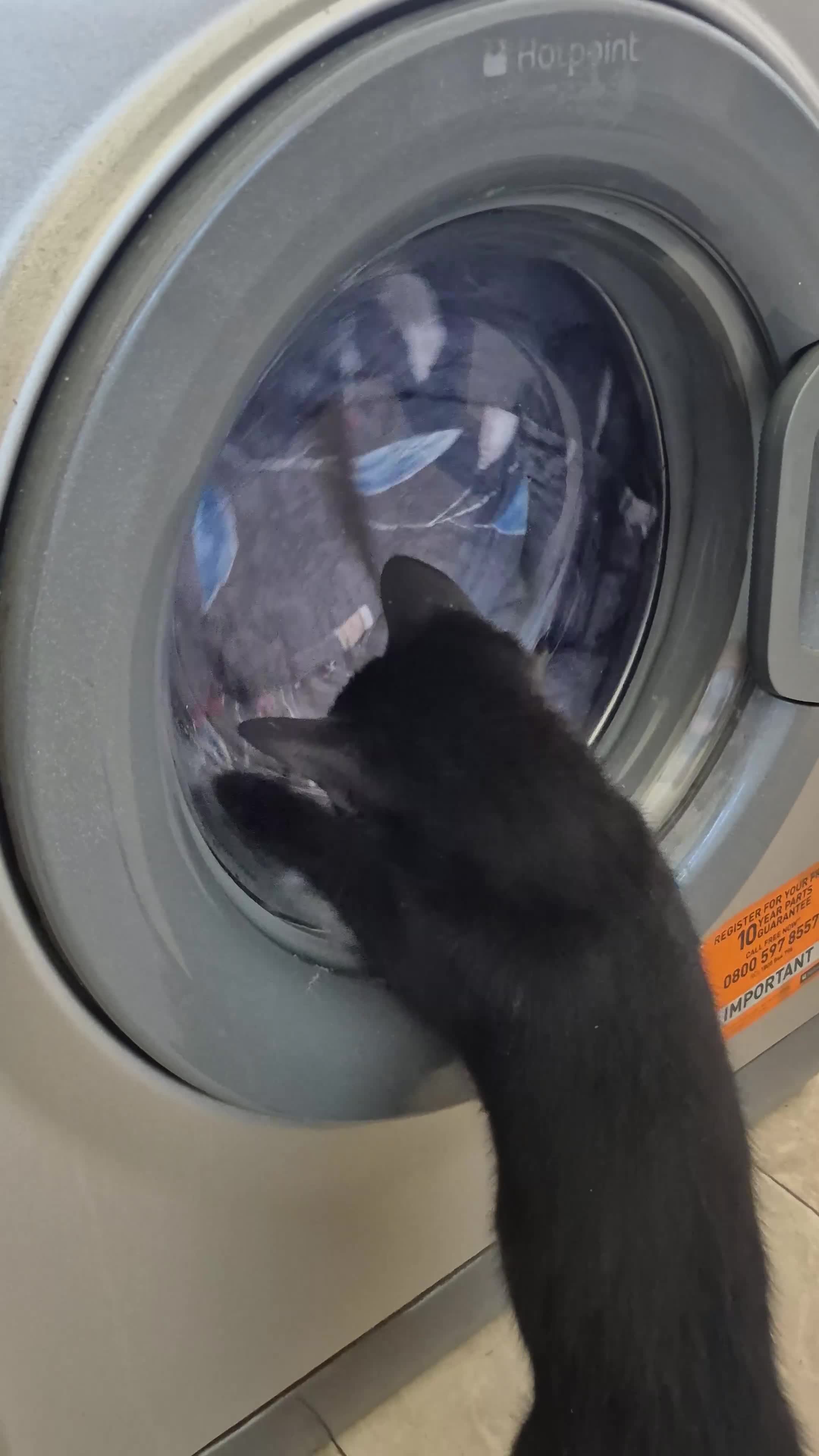 Mixed Breed cats for sale: 💓very playfull russian blue cat and ragdoll mix  - Video 2