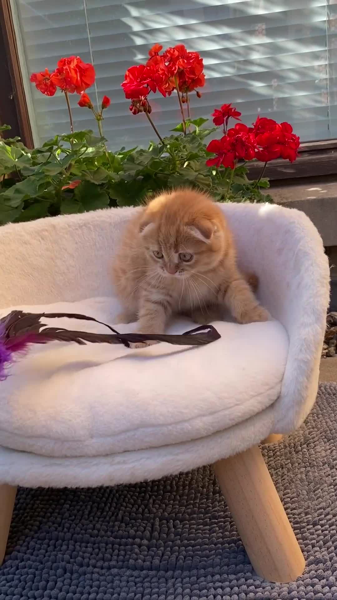 Scottish Fold cats for sale: LICENSED CATTERY, PURE BREED TOP QUALITY KITTENS - Video 2