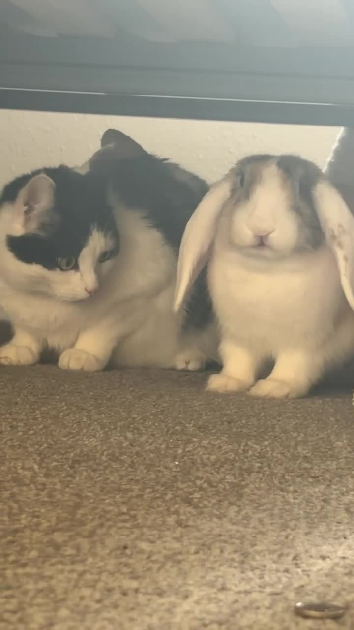 Mixed Breed rabbits for sale: 9 month old rabbit  - Video 2