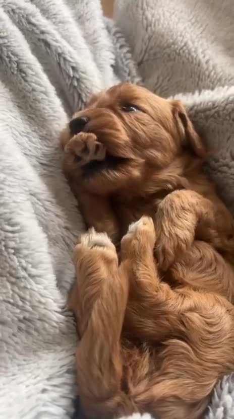 Cavapoo dogs for sale: Gorgeous Cavapoo Girl looking for loving home - Video 3