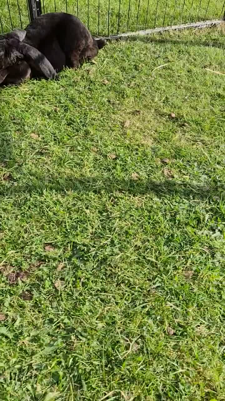 Mixed Breed rabbits for sale: Baby Velveteen lop - Video 1