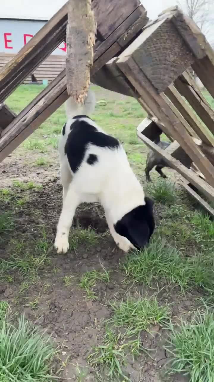 Mixed Breed dogs for adoption: ANGEL by name & nature - new videos added 13/3 - Video 3