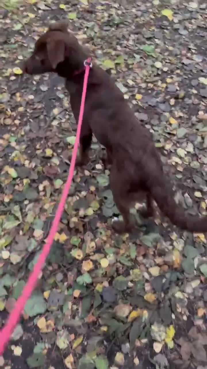 Mixed Breed dogs for adoption: Cinnamon ❤️  in Edinburgh - Video 1