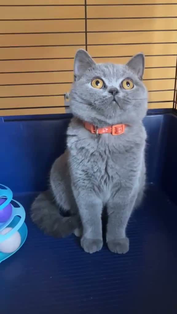 British Shorthair cats for sale: 🌟GCCF BSH 🏆Champion Bloodline 🌟5-Gen Pedigree🌟 - Video 3