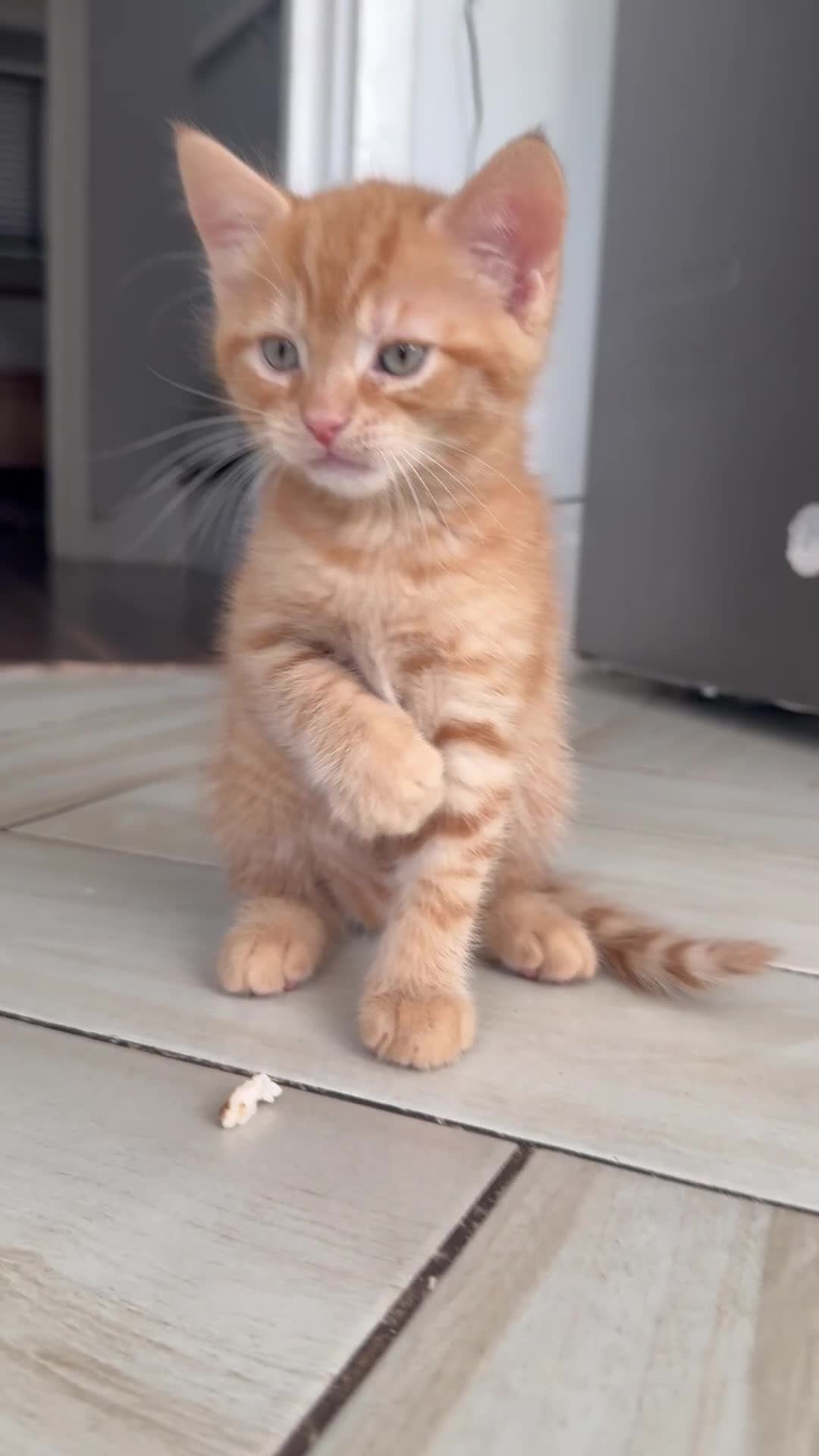 Mixed Breed cats for sale: 3 Playful & Sociable Ginger Kittens   - Video 1