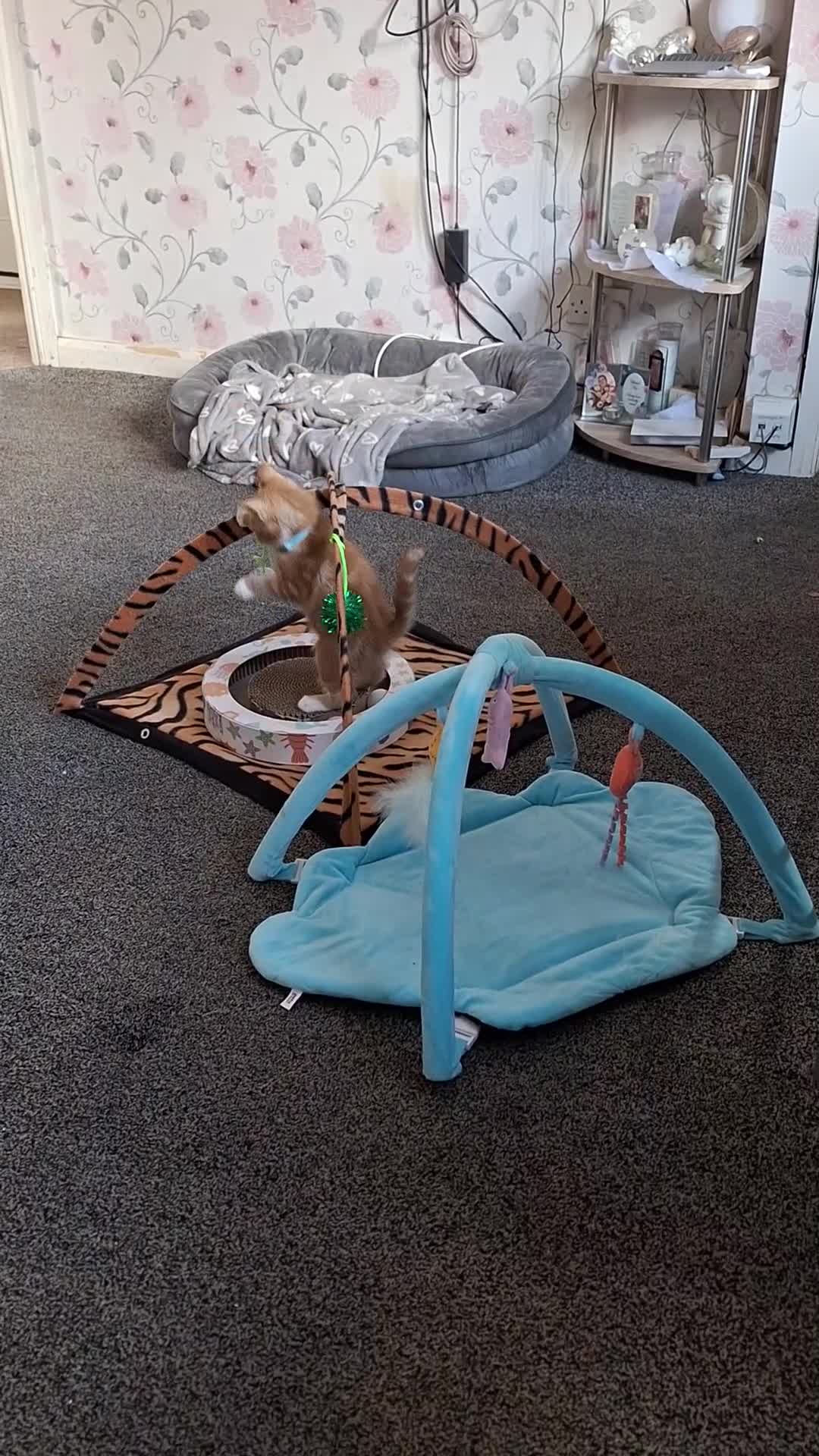 Mixed Breed cats for sale: Ginger little boy  - Video 2