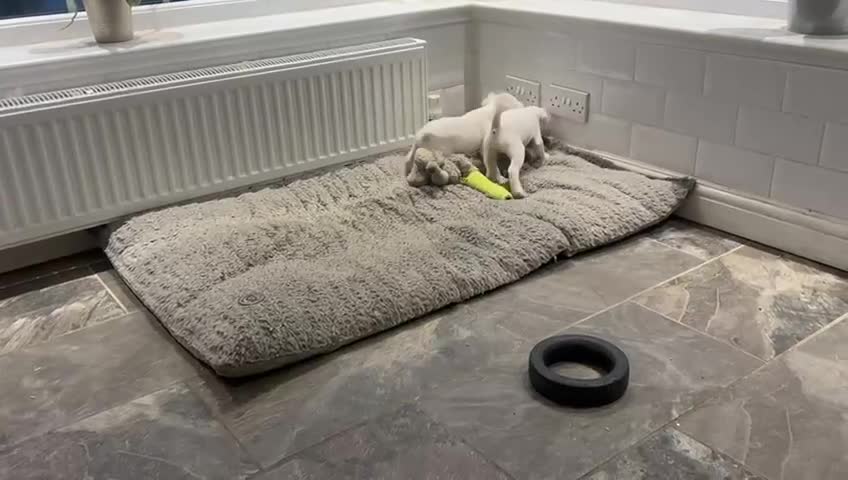 Jack Russell dogs for sale: Jack Russell Parson Type Dig Puppies for Sale - Video 1