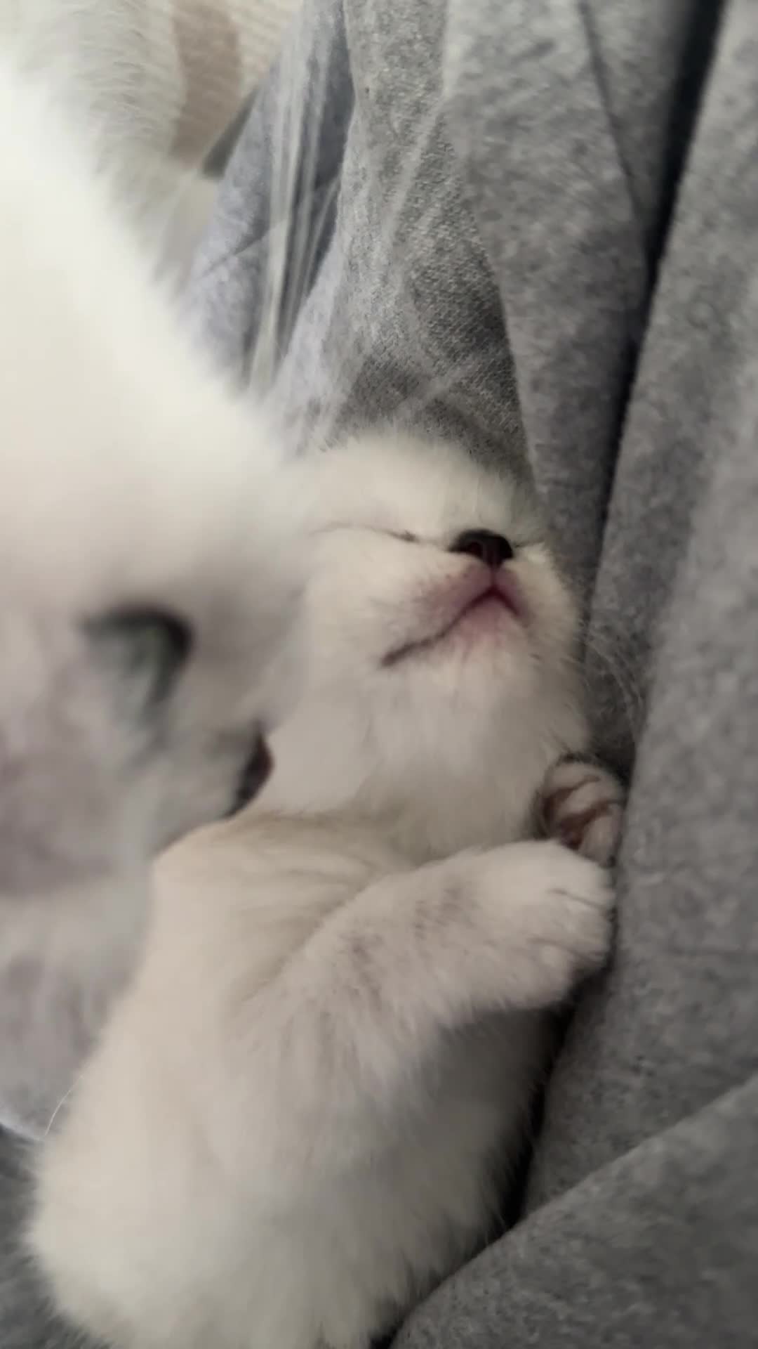 Scottish Fold cats for sale: Sweet & Playful Kittens Looking for Forever Homes in Enfield - Video 3