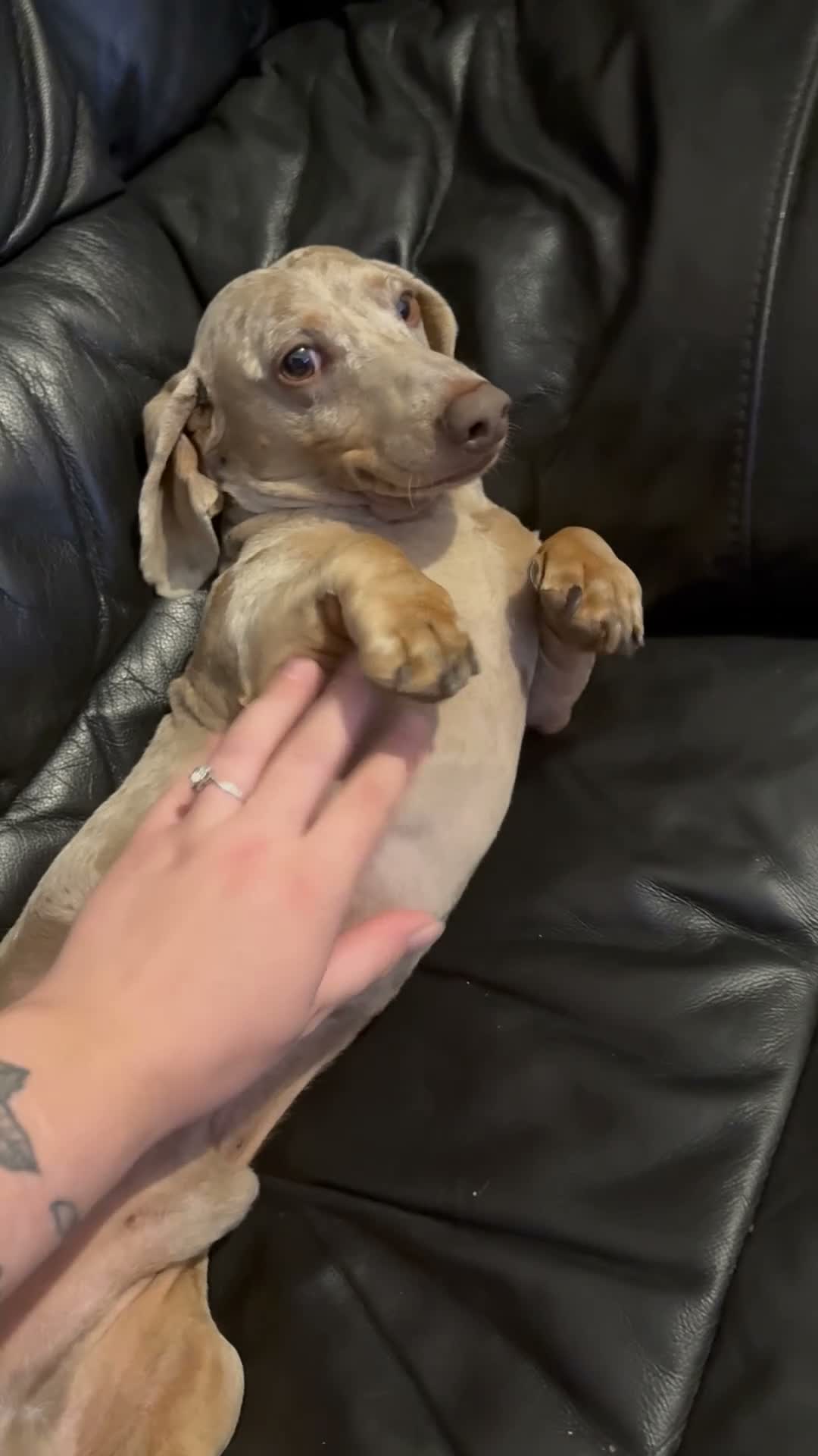 Miniature Dachshund dogs for sale: Four year old Dachshund for loving home in Haverhill - Video 1