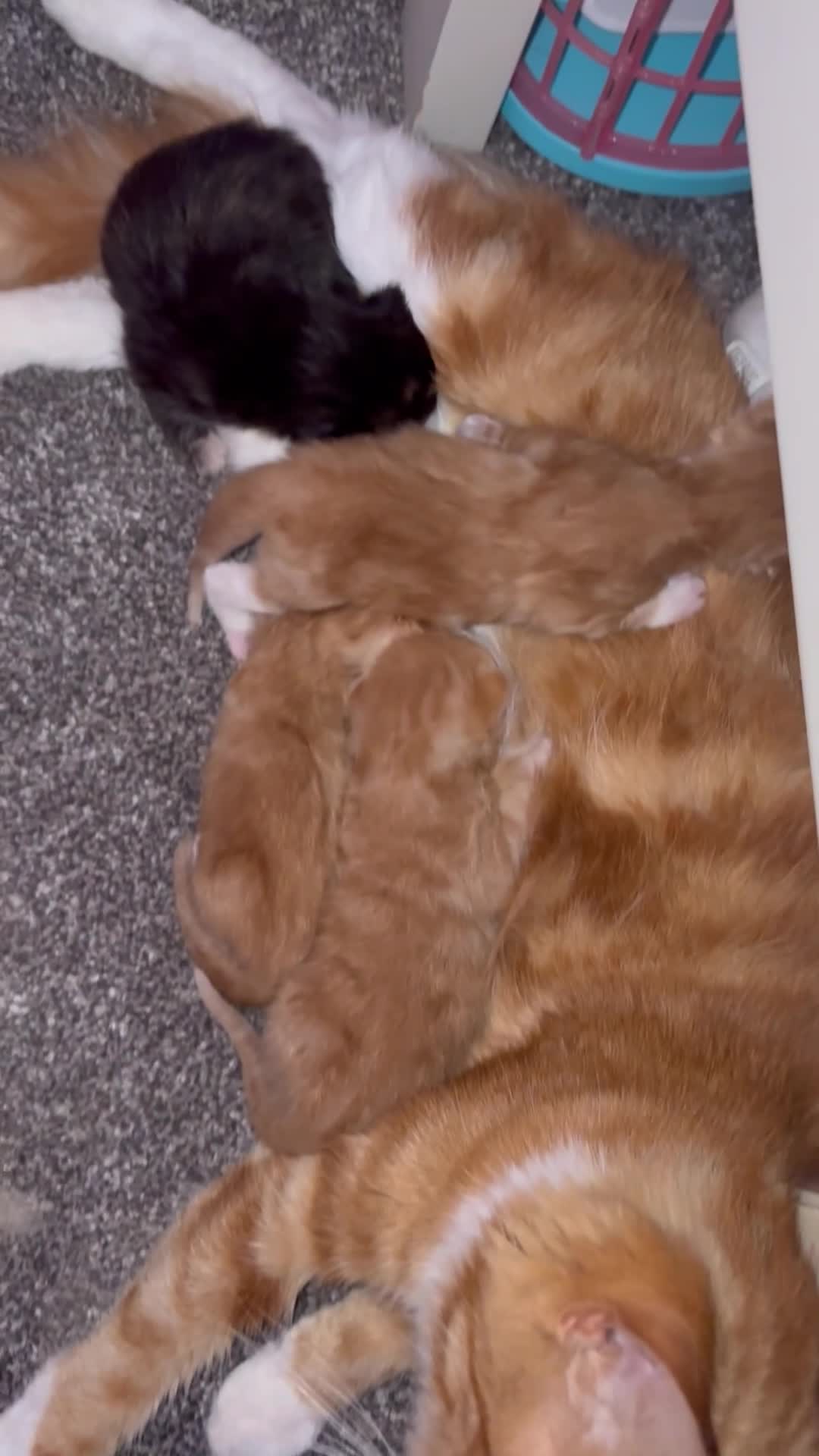 Mixed Breed cats for sale: Beautiful kittens - Video 1