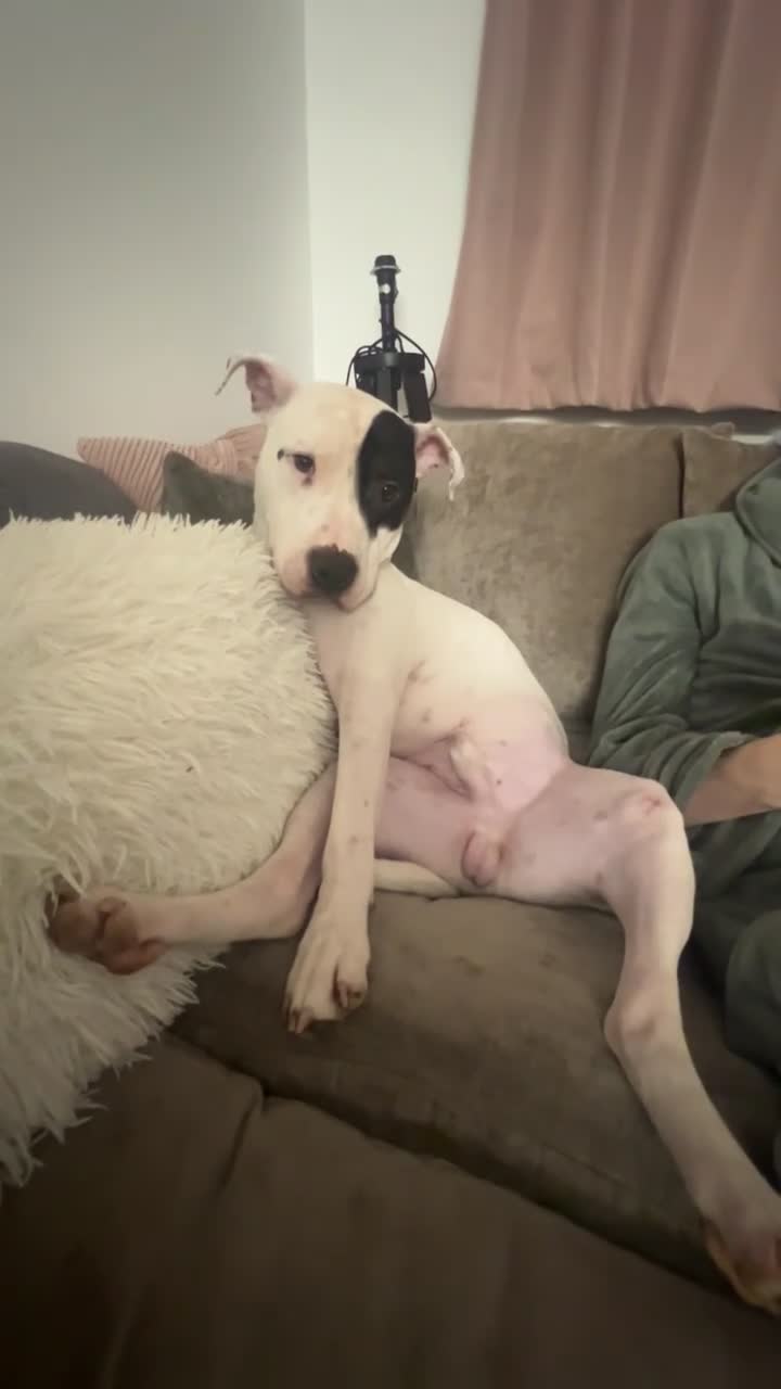 Mixed Breed dogs for sale: Staff x American bulldog - Video 1