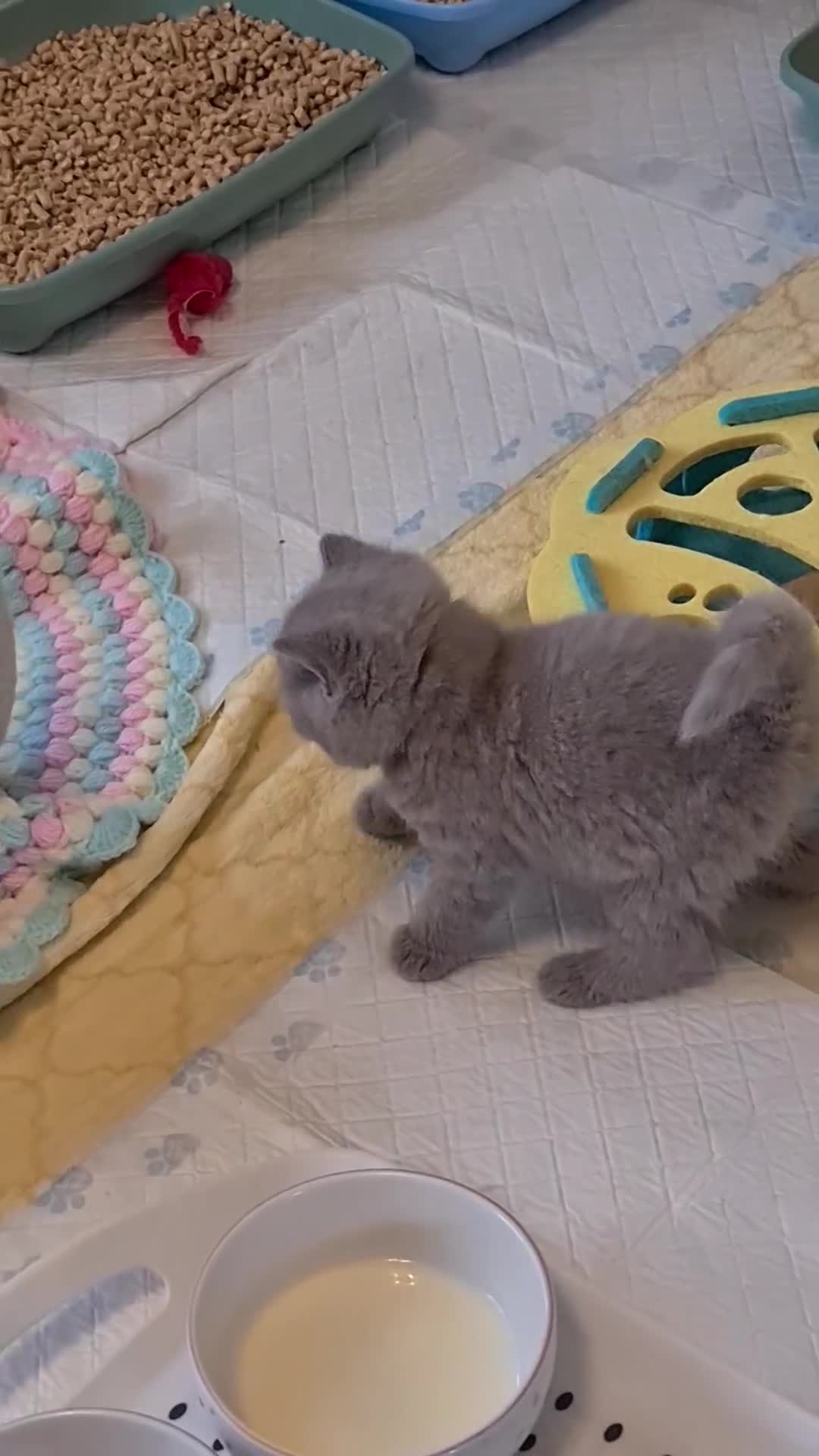 British Shorthair cats for stud: FOR MATING ONLY. Registered GCCF Quality Boy . in Mexborough - Video 3