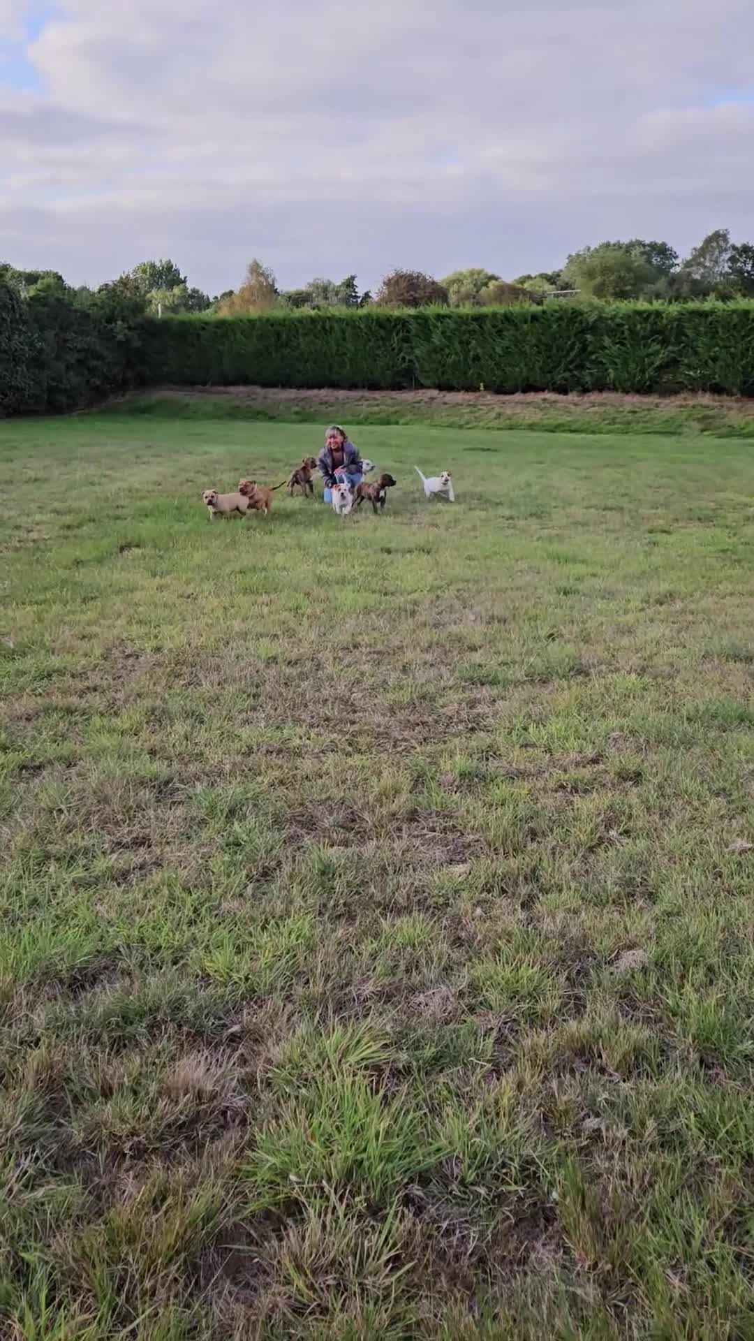 Mixed Breed dogs for sale: ADORABLE AMERICAN BULLDOG/ DOUGE DE BORDEAUX  - Video 2