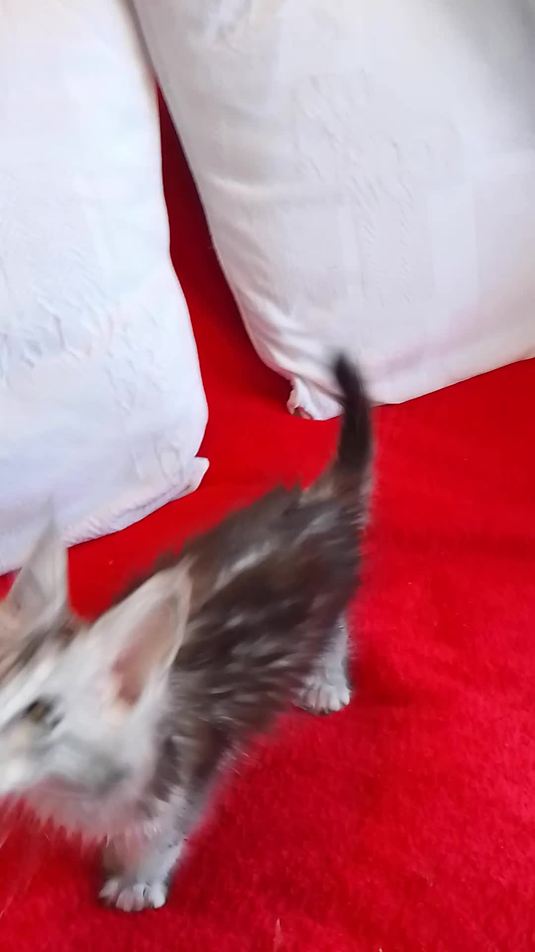 Maine Coon cats for sale: HCM/PKDef/SMA clear TICA silvers poly/non poly  - Video 1