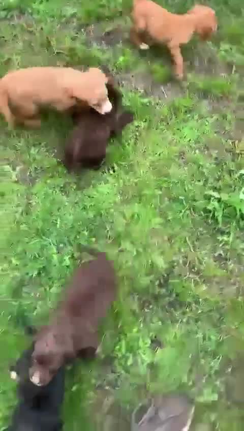Cocker Spaniel dogs for sale: Health tested cocker spaniels  - Video 1