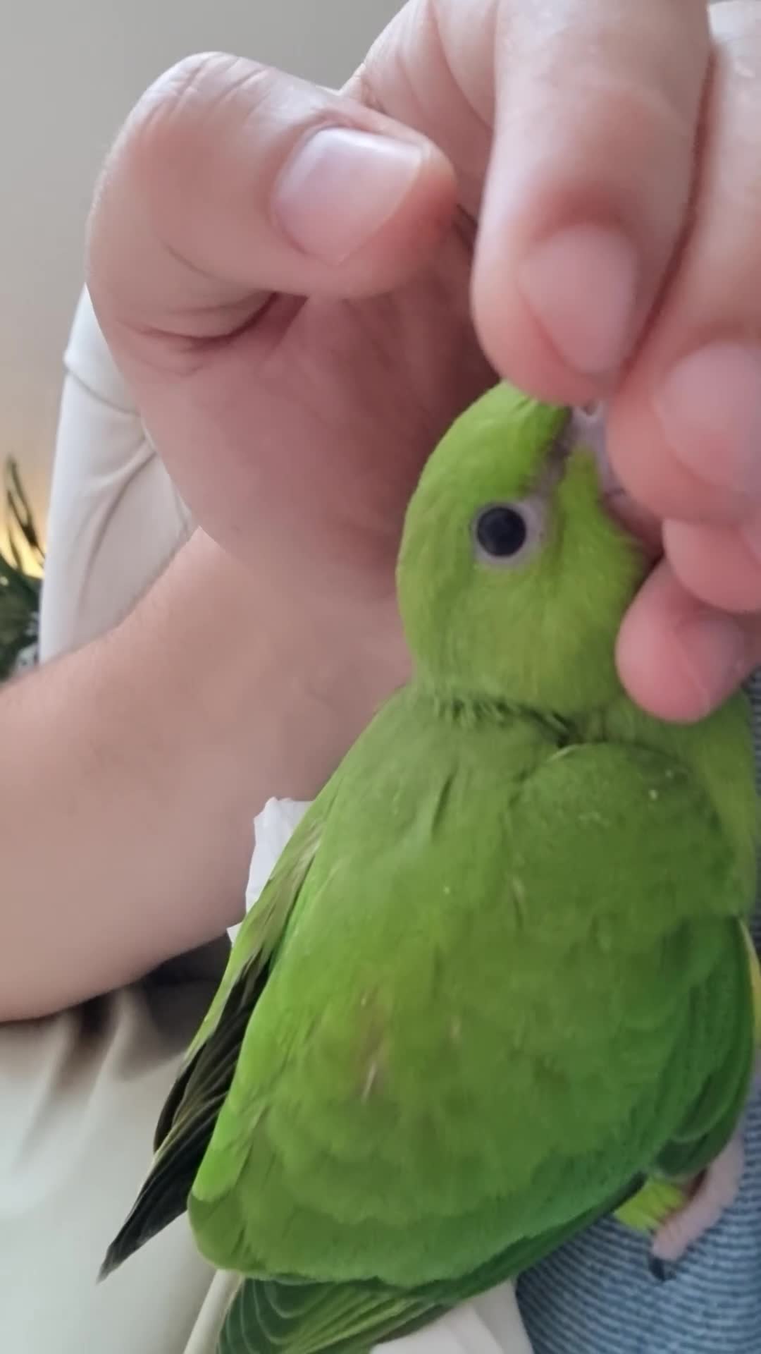 Ringnecks birds for sale: Super Tame and Soft Indian Ring Neck Parrot in Bolton - Video 4