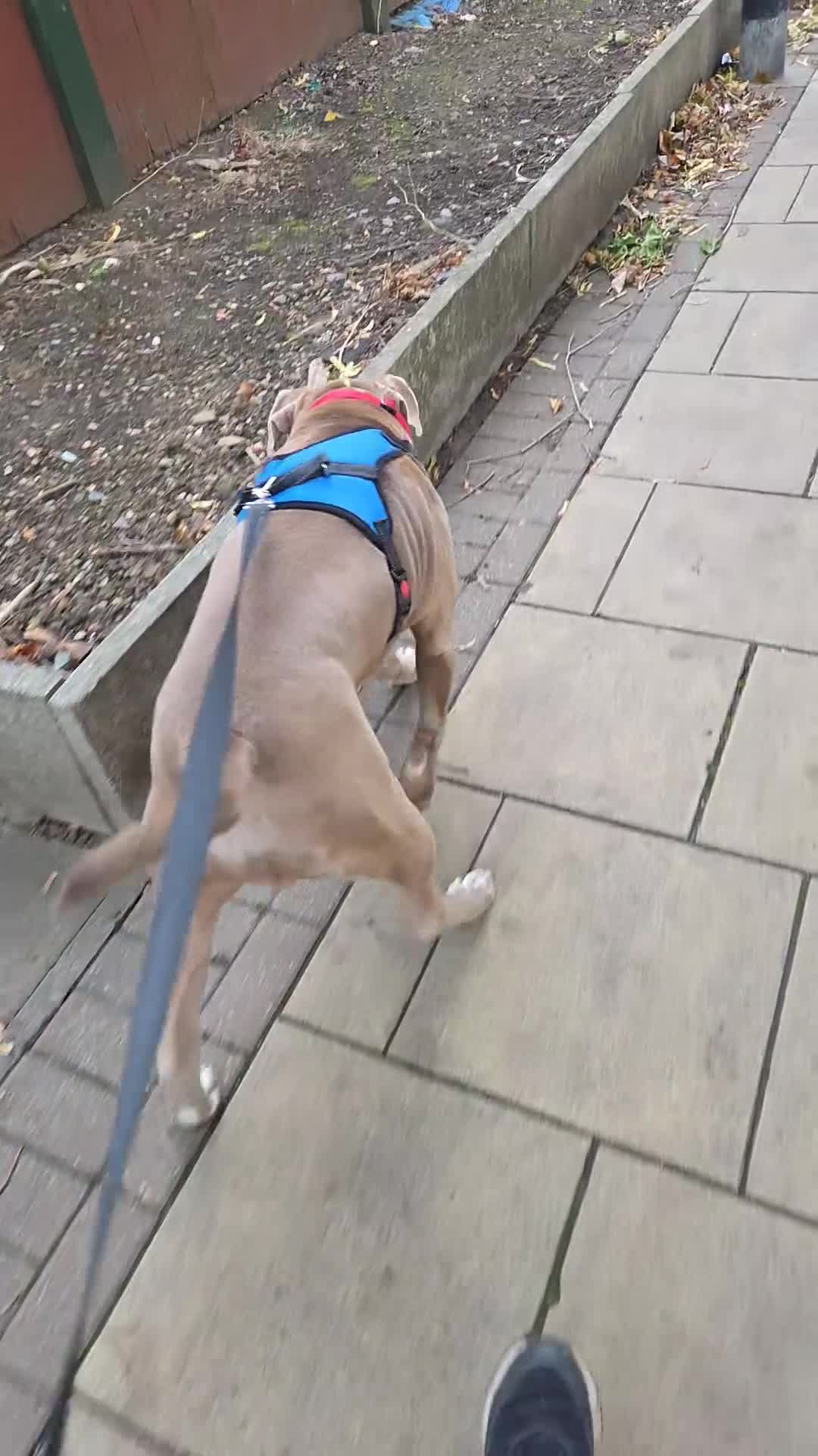 Mixed Breed dogs for sale: Rehoming our boy - Video 1