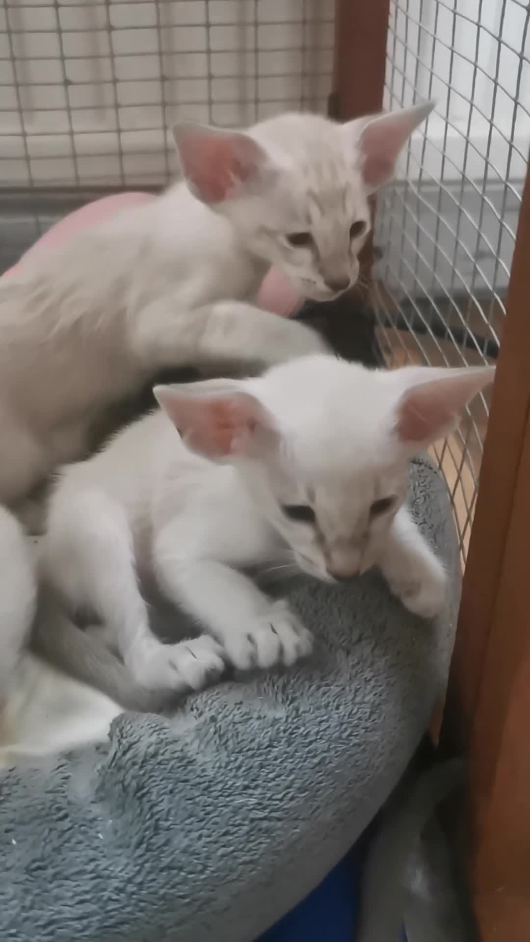 Siamese cats for sale: Siamese Kittens for sale - Video 2