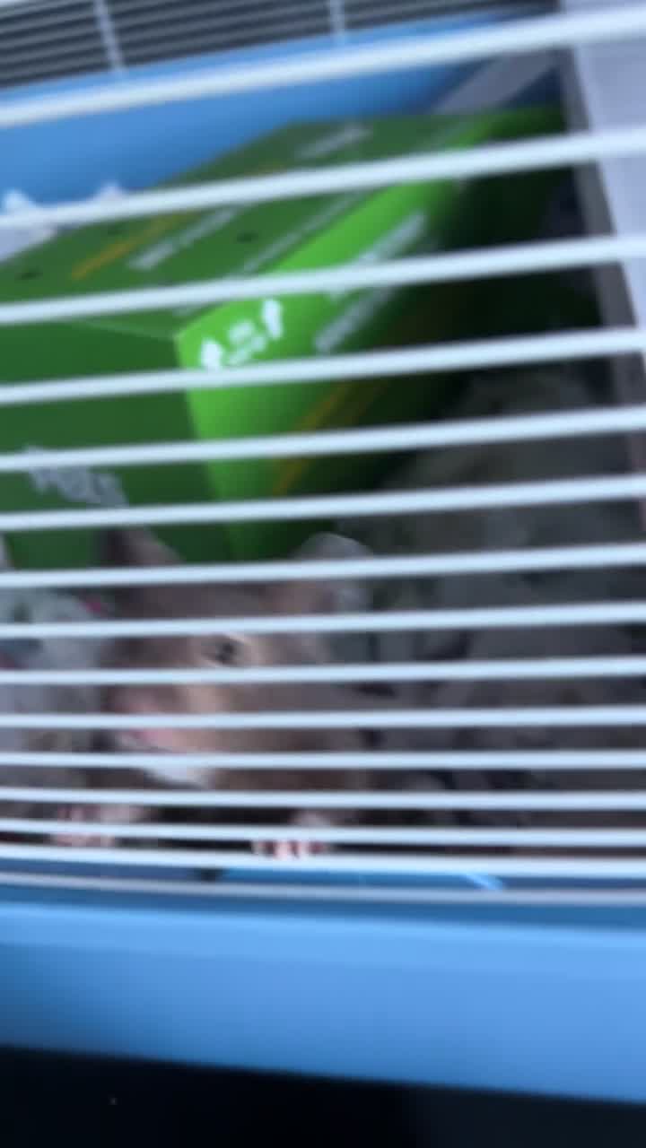 Hamster rodents for sale: Adorable friendly Hamster  in Llanelli - Video 1
