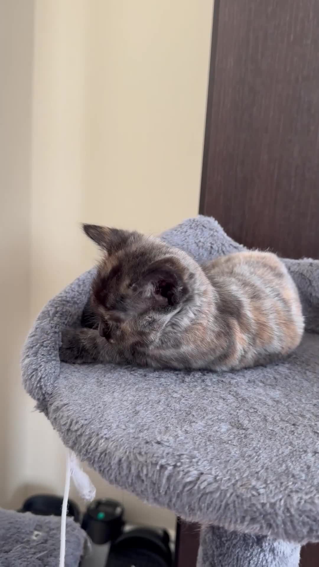 Mixed Breed cats for sale: 3 beautiful kittens for sale  - Video 3