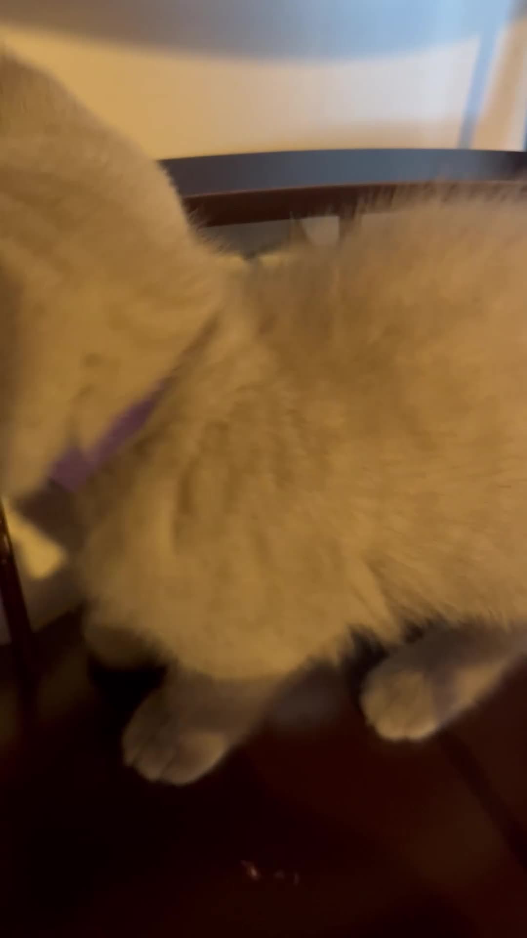 British Shorthair cats for sale: 6 little babies looking for a loving home in Leicester - Video 1