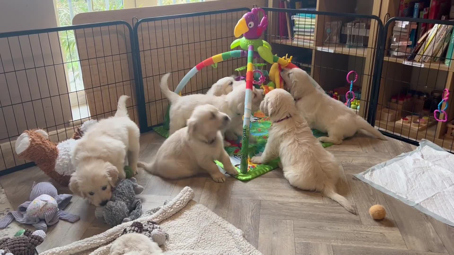 Golden Retriever dogs for sale: Adorable pedigree Golden Retriever puppies  - Video 1