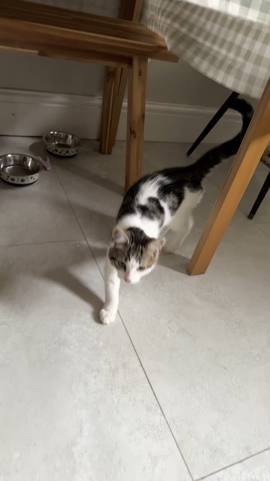 Mixed Breed cats for sale: Tabby cat for sale ready for caring household in Nelson - Video 1