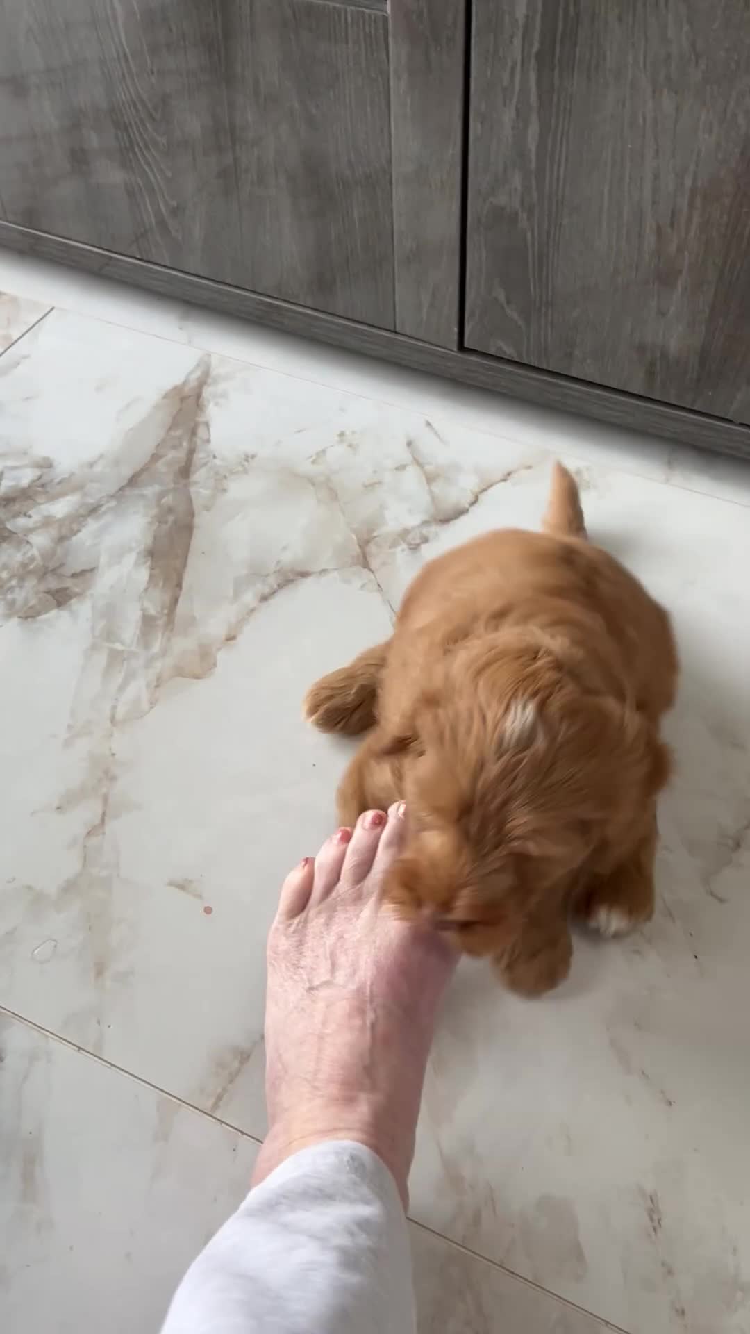 Sproodle dogs for sale: Quality f2b sproodles PRA Clear - Video 2