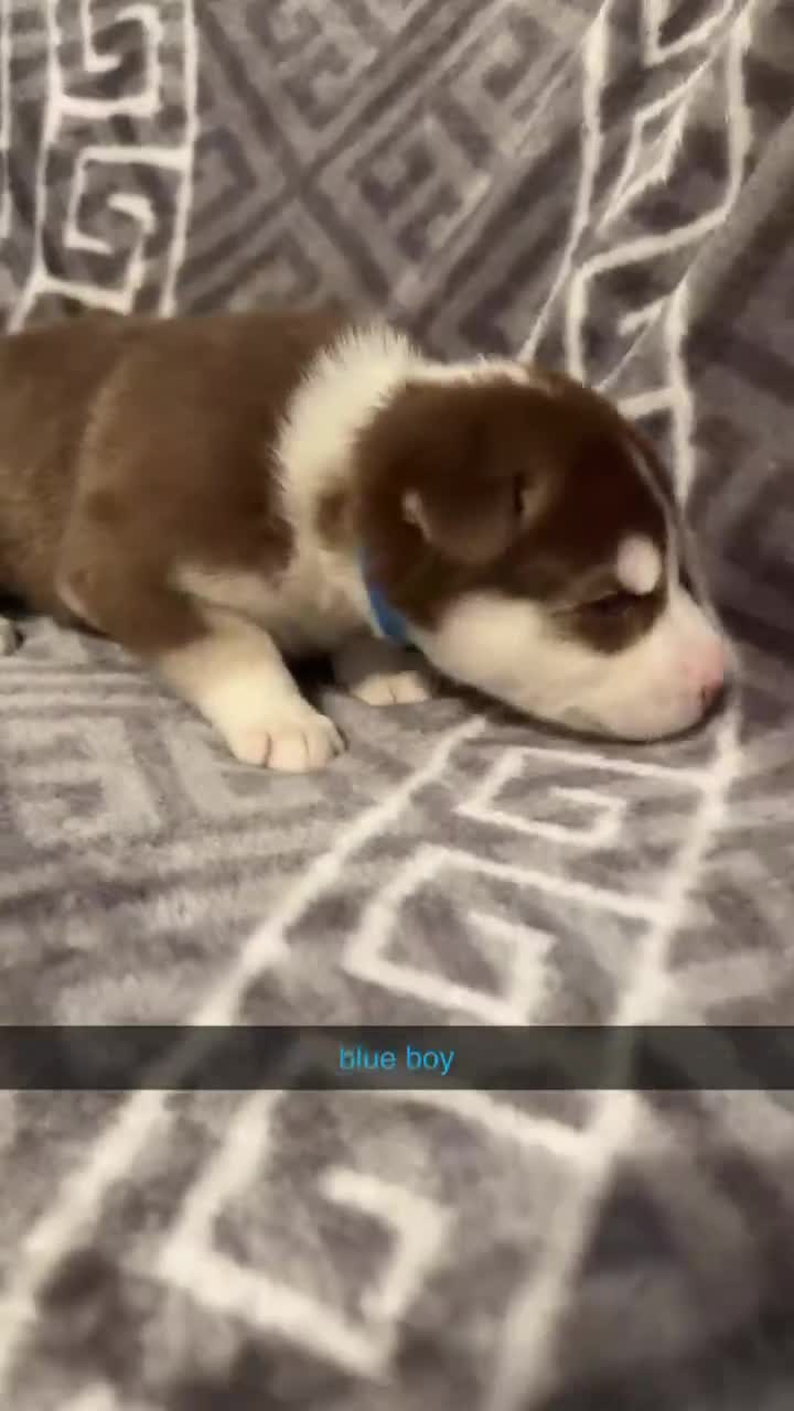 Siberian Husky dogs for sale: 4 beautiful husky puppy’s  in Seaham - Video 4