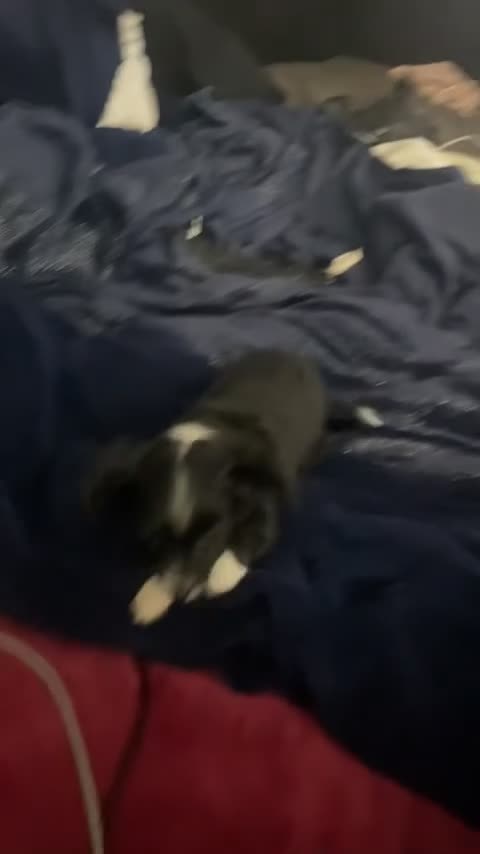 Mixed Breed dogs for sale: 1 last female looking for a forever home 🏠 💞 - Video 1