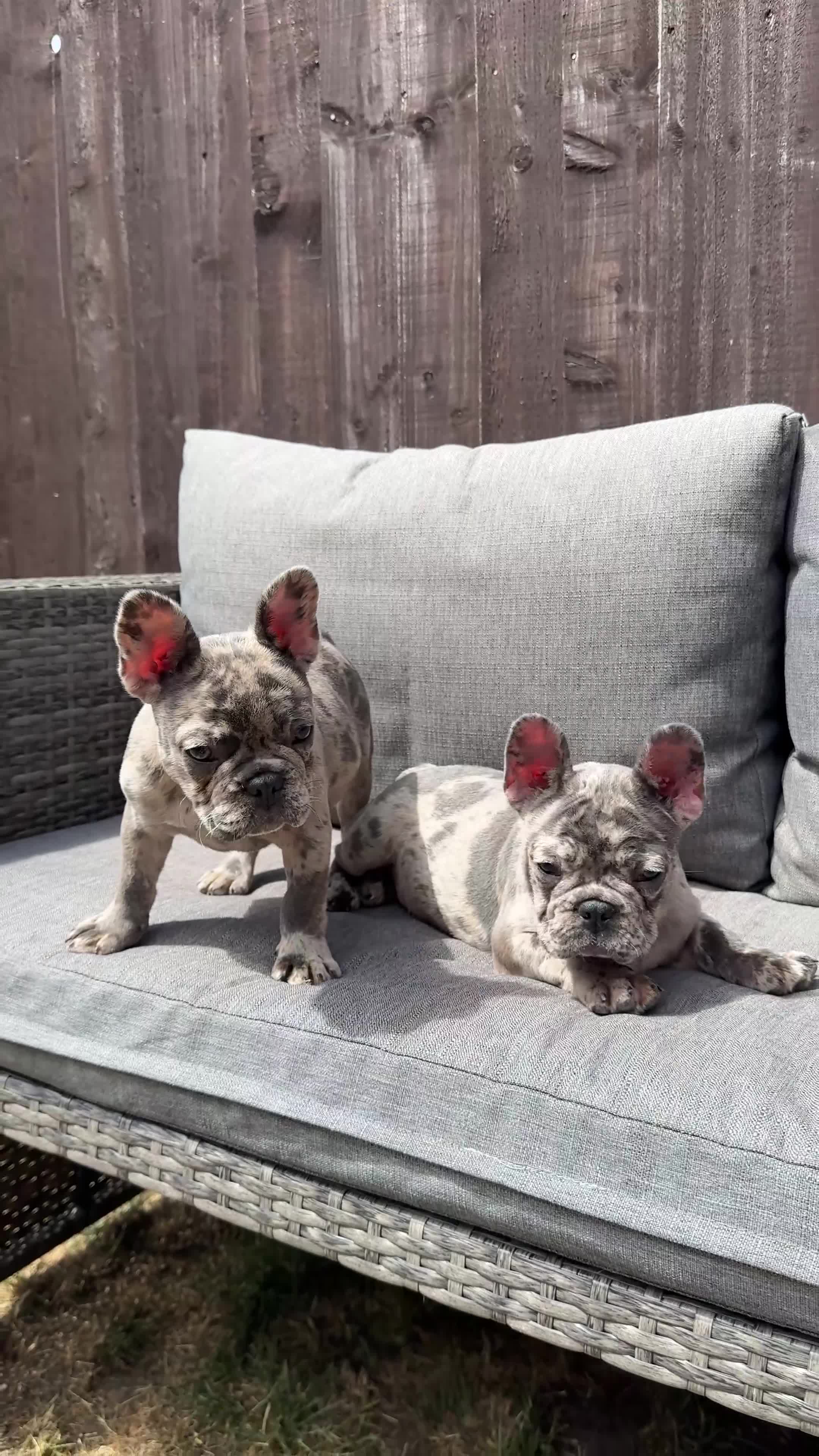 French Bulldog dogs for sale: French Bulldog Puppies with 3 Vaccines Included in Walton-on-Thames - Video 2