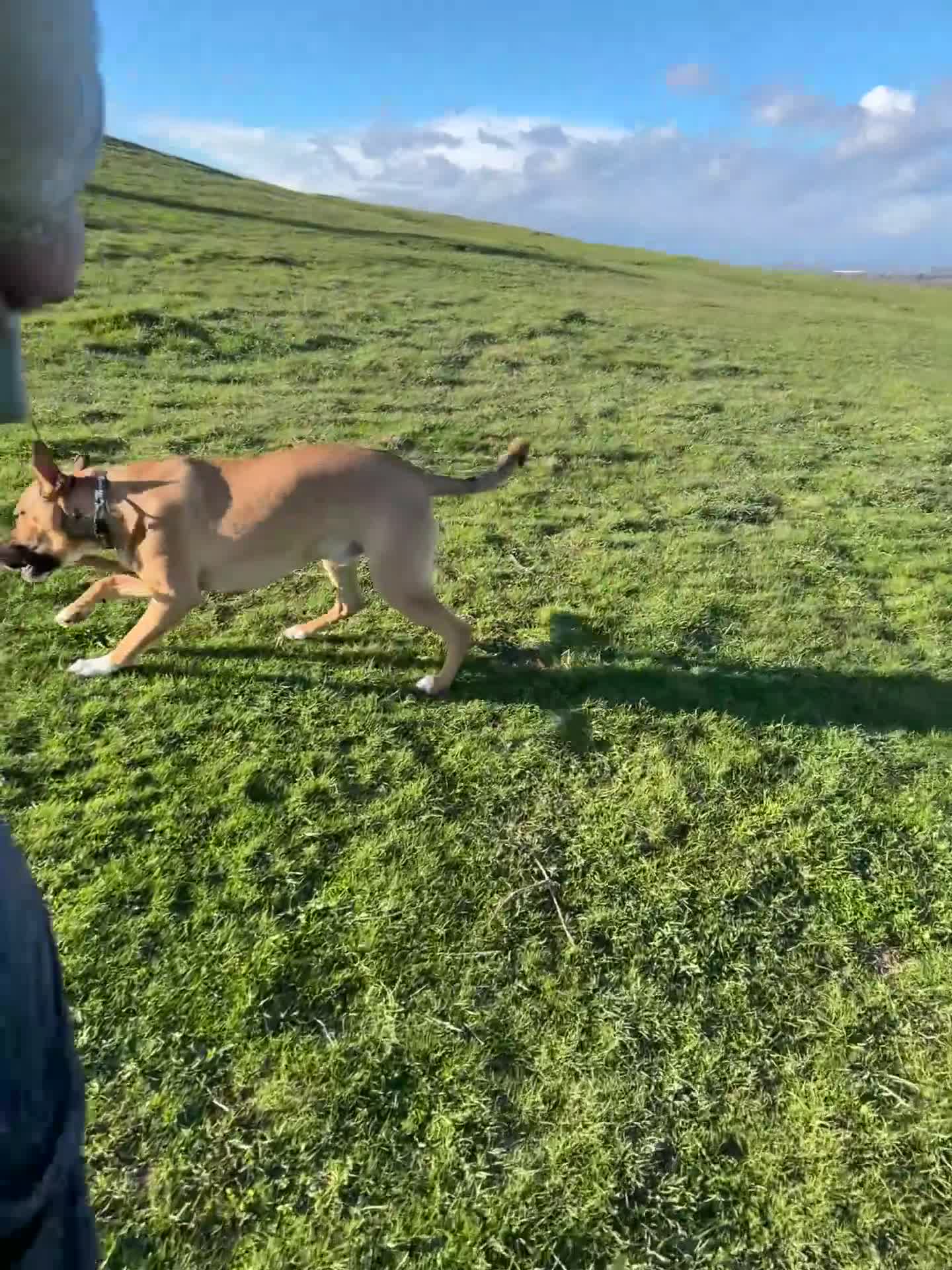 Mixed Breed dogs for sale: NEEDS HOME ASAP - Video 1