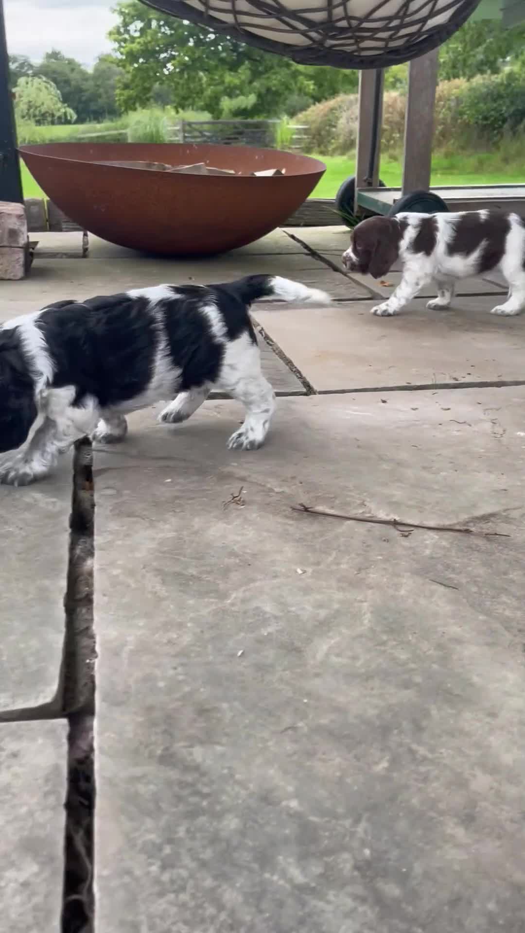 Sprocker dogs for sale: Sprocker Spaniel Puppies - Video 1