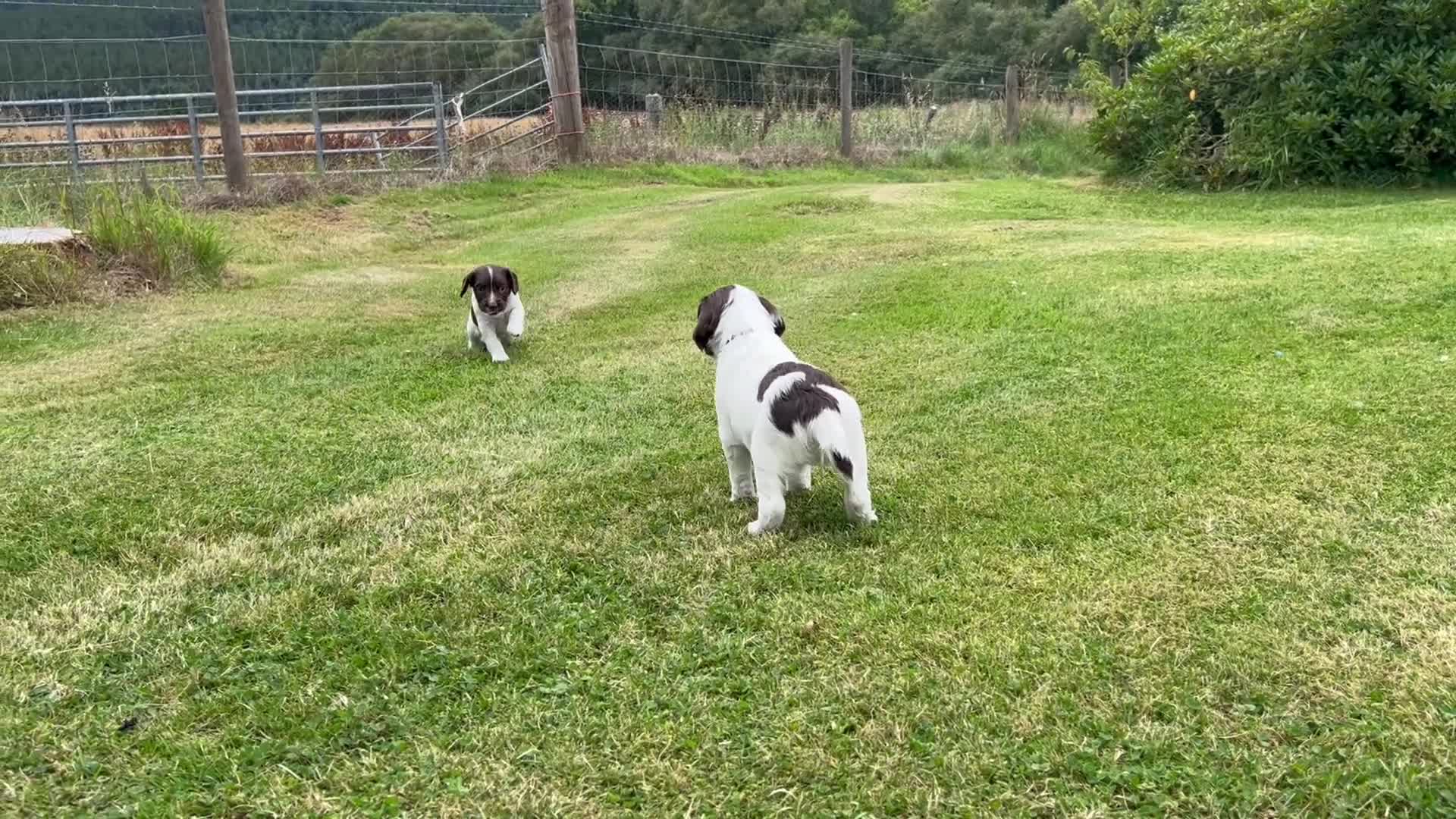 English Springer Spaniel dogs for sale: Stunning KC registered Springer Spaniel pups in Grantown-on-Spey - Video 1