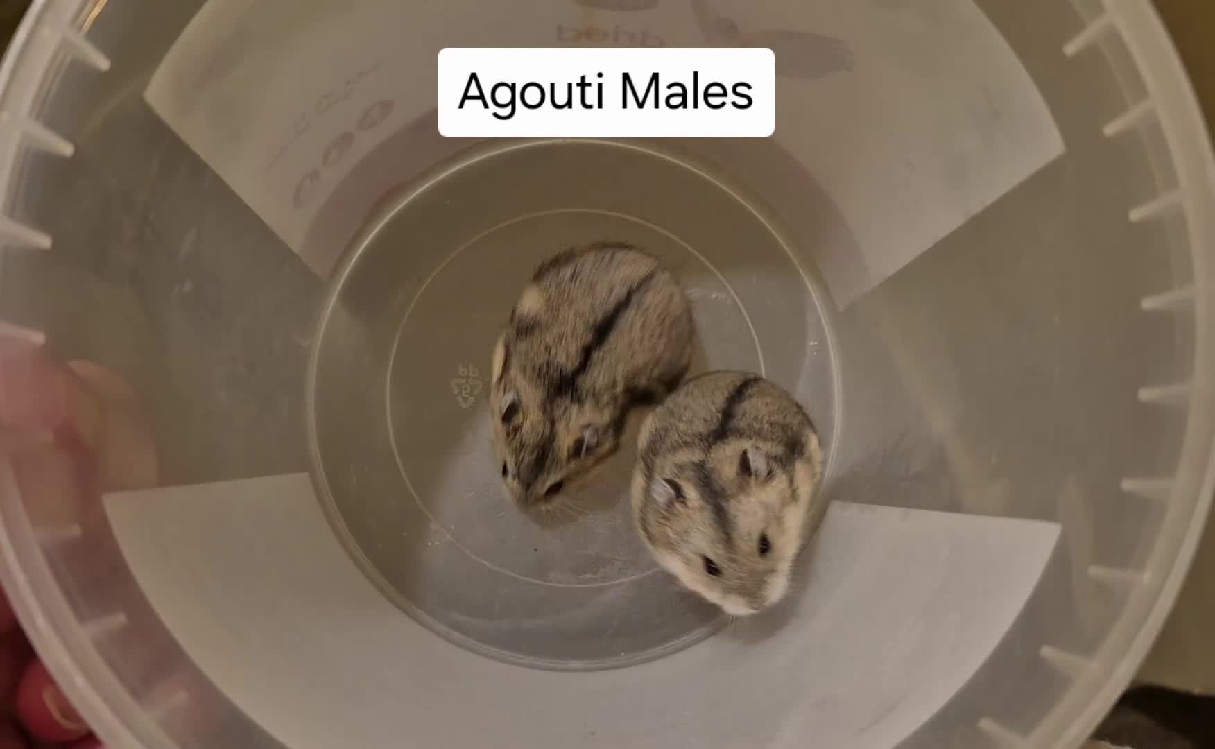 Hamster rodents for sale: Stunning Pedigree campbell dwarf hamsters  - Video 2