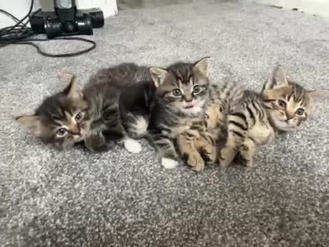 Bengal cats for sale: Bengle cats  in Warrington - Video 1