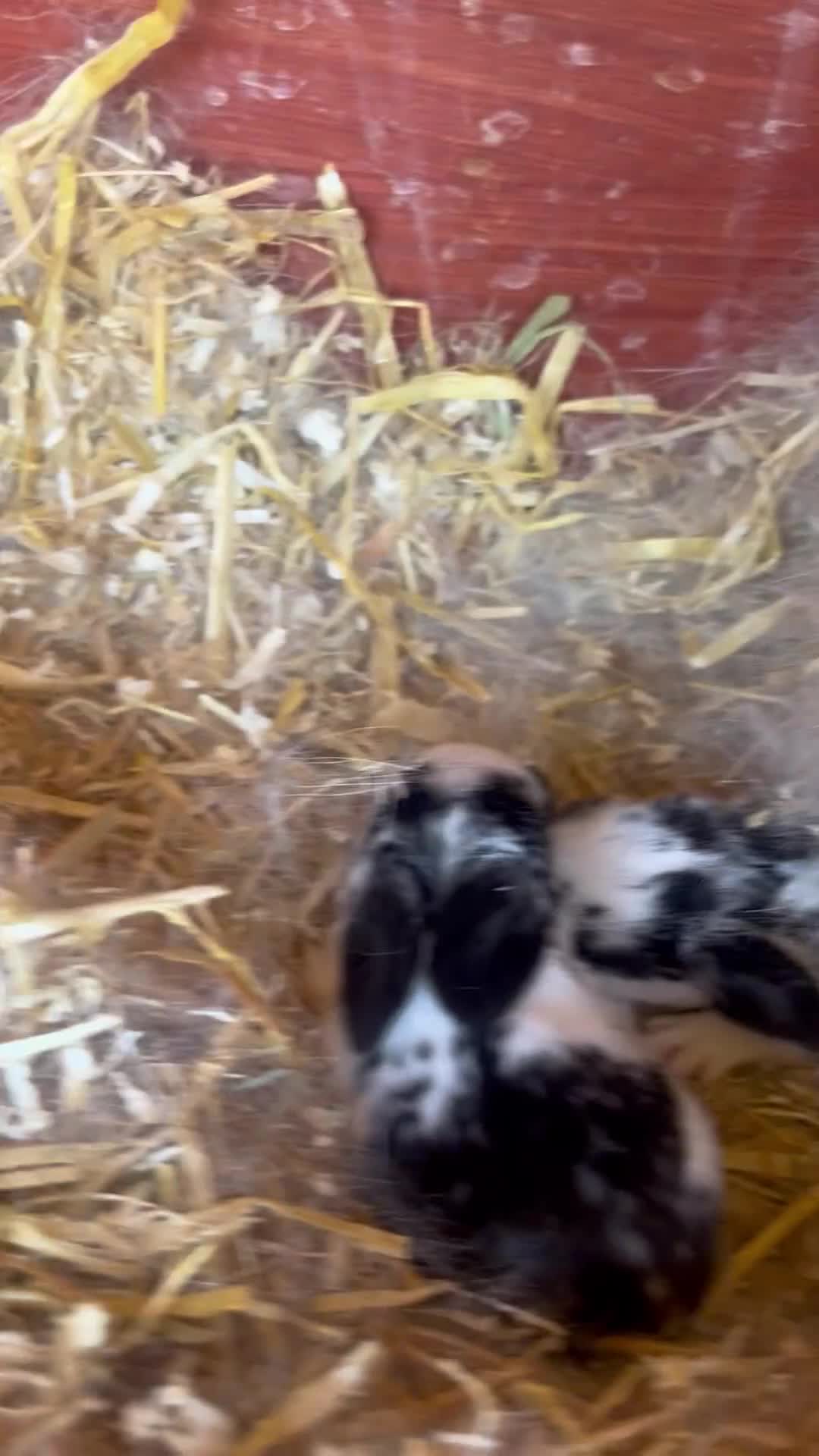 English Lop rabbits for sale: Beautiful bunnies in Pontefract - Video 1