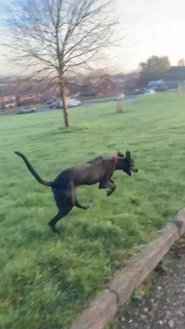 Lurcher dogs for sale: Lurcher for sale  - Video 1