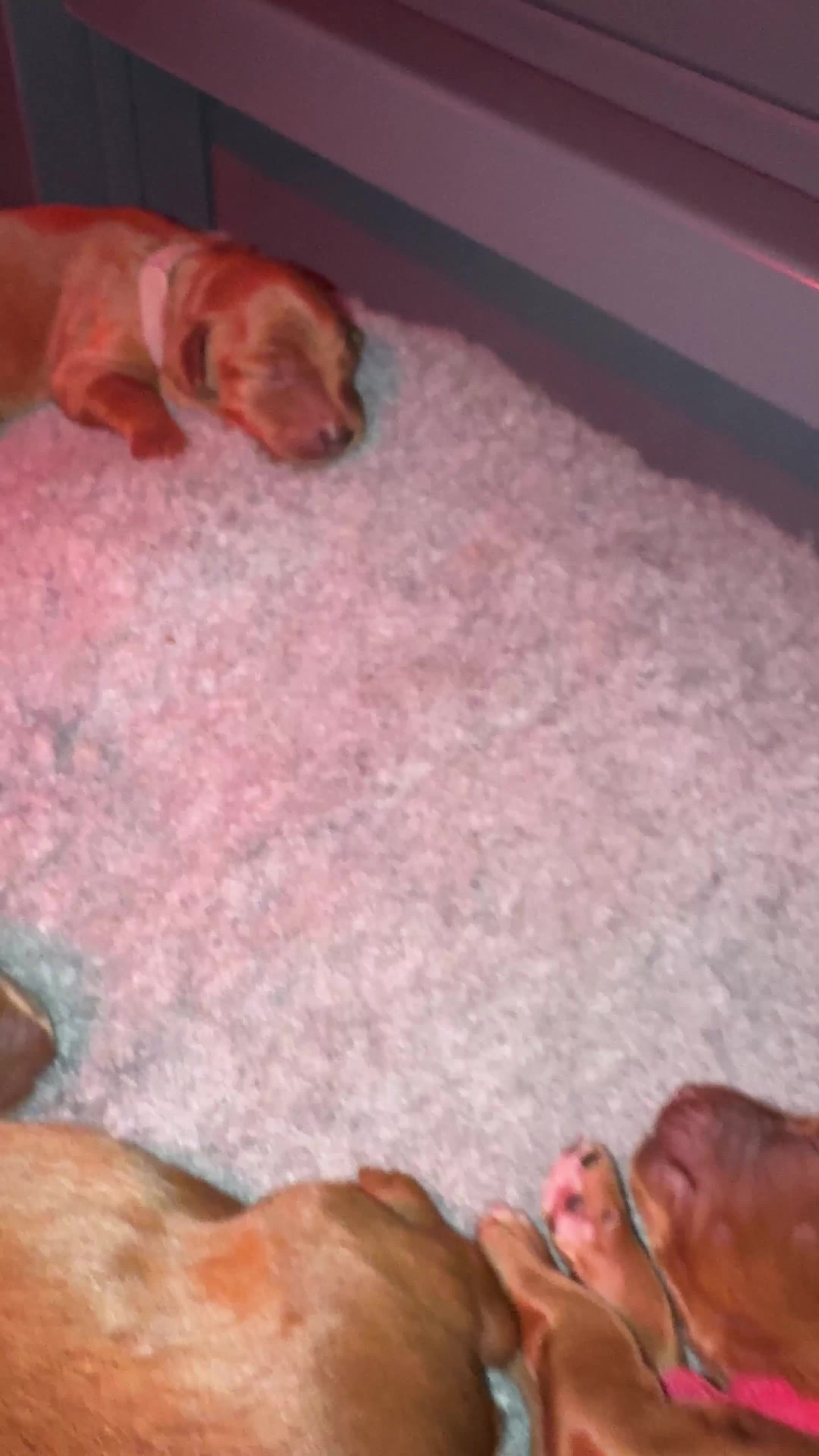 Australian Labradoodle dogs for sale: ✨ Superior Australian Labradoodles - Video 2