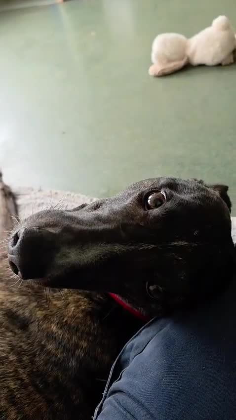 Lurcher dogs for adoption: Splash - Video 3
