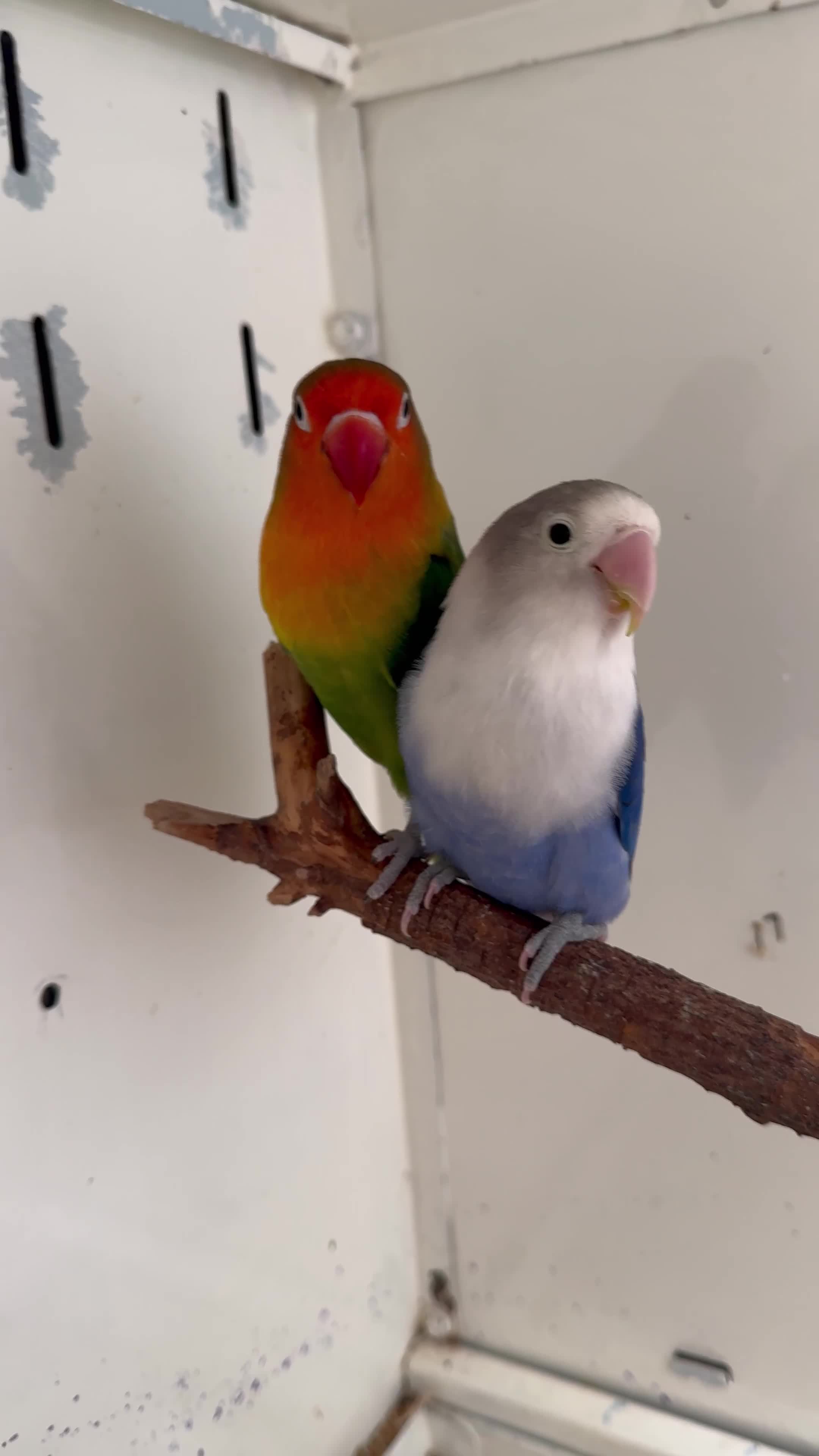 Lovebirds birds for sale: Proven breeding pair for Sale - Video 1