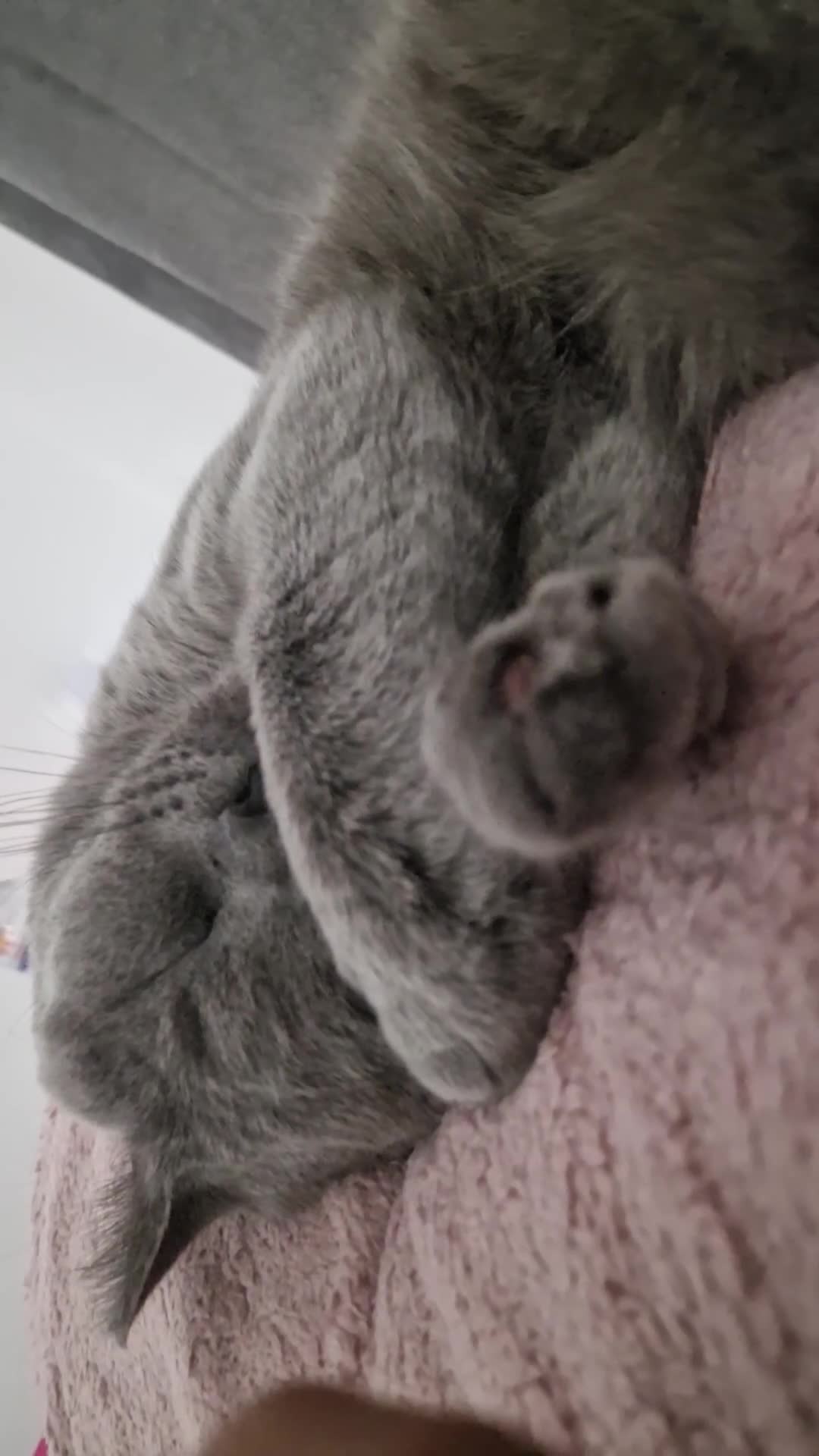 British Shorthair cats for sale: Beautiful British Shorthair Boy.. 😺 - Video 2