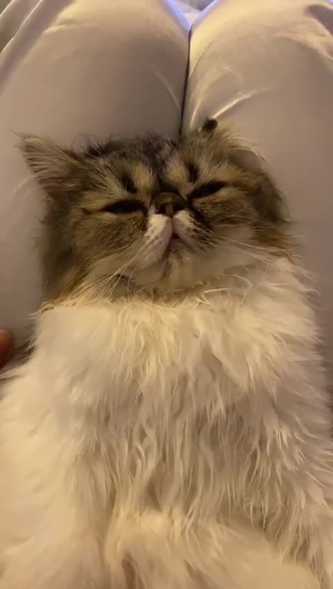 Persian cats for sale: Persion kitten_ The Lazy boy in Oxford - Video 1