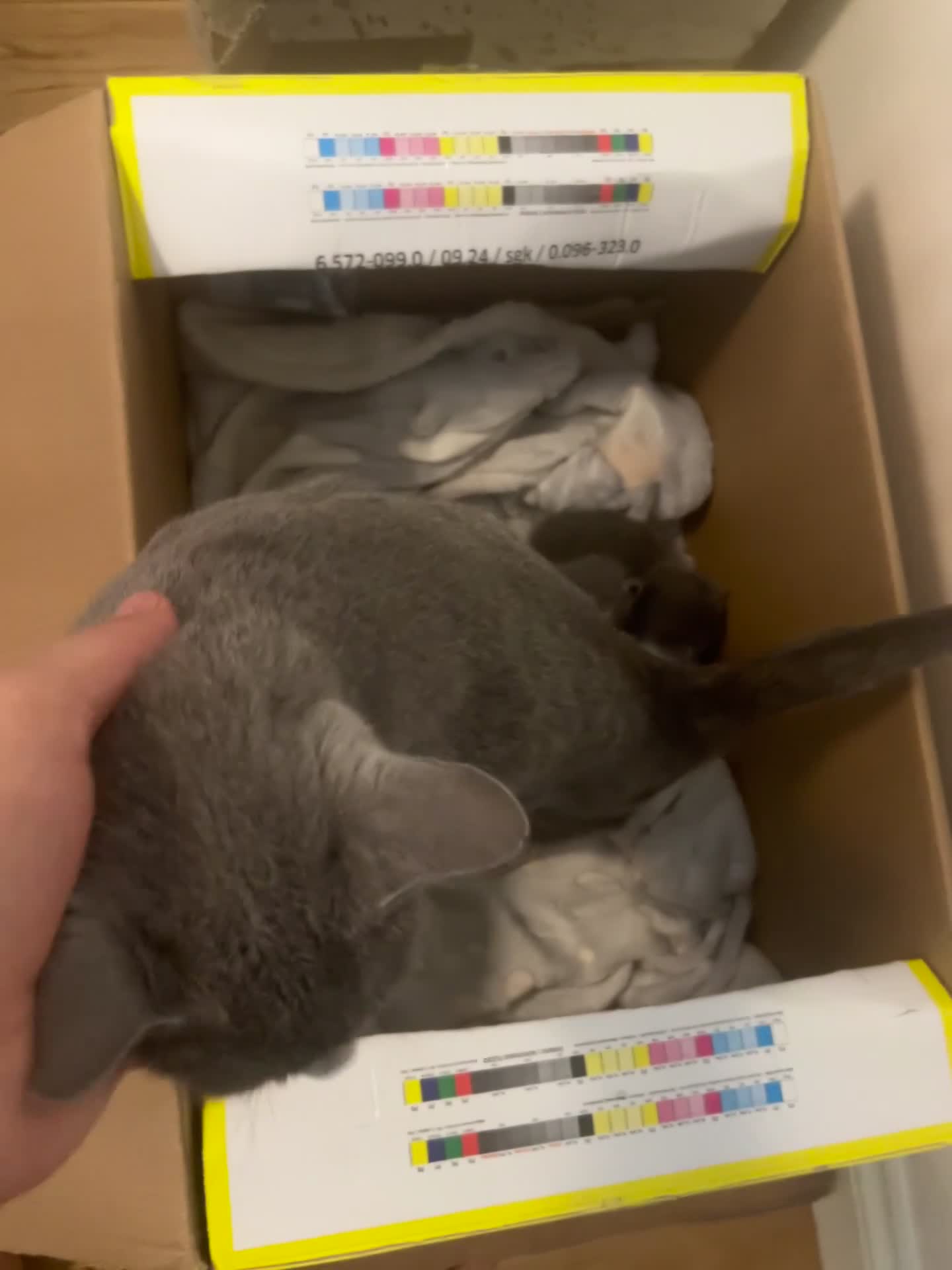 Russian Blue cats for sale: Lost adorable boy leftRussian blue kitten for sale - Video 1