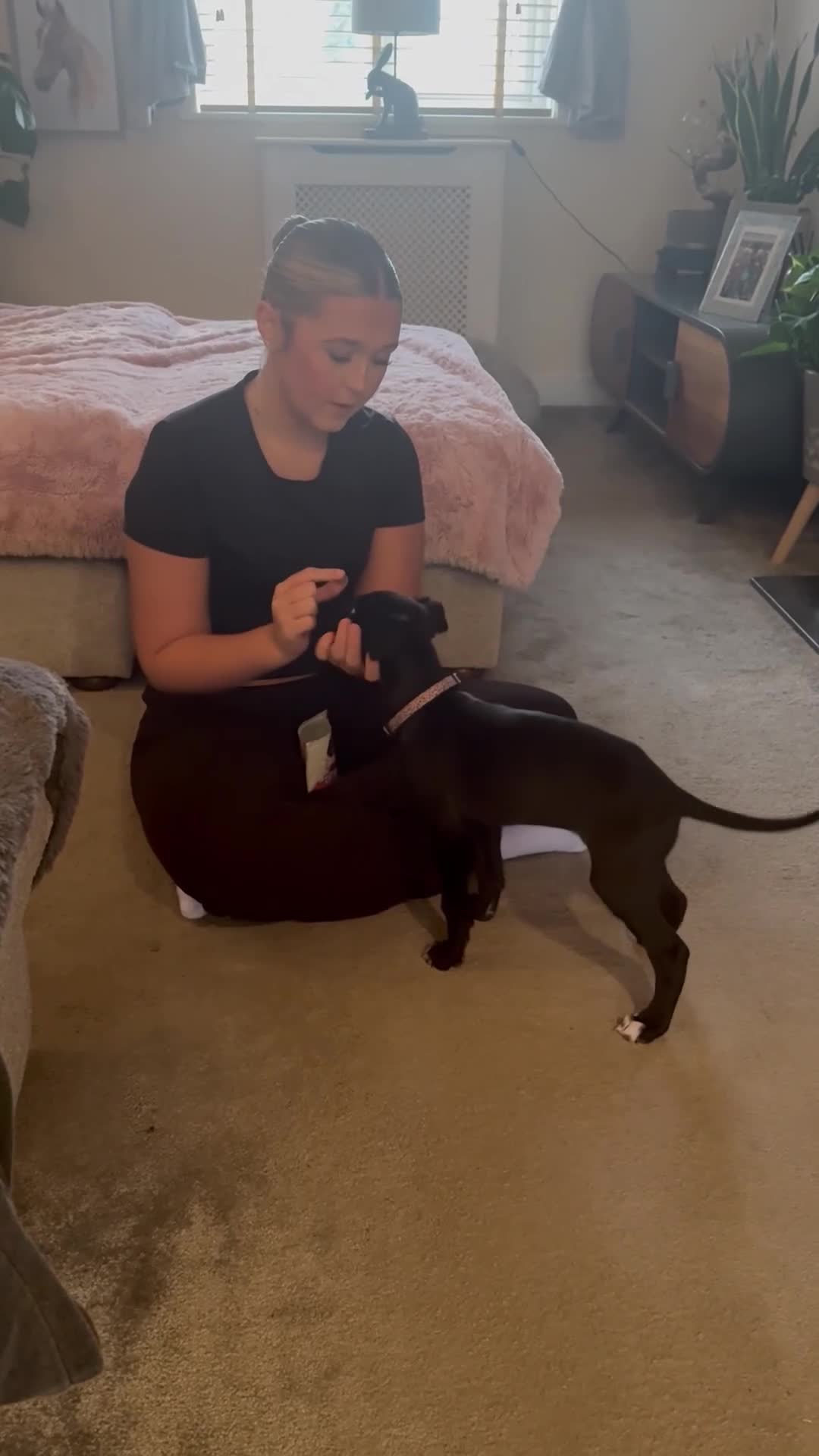 Lurcher dogs for sale: Black lurcher bitch puppy - Video 2