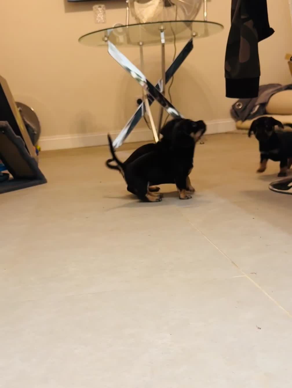 Mixed Breed dogs for sale: miniature dachshunds+French bulldog in Cardiff - Video 1
